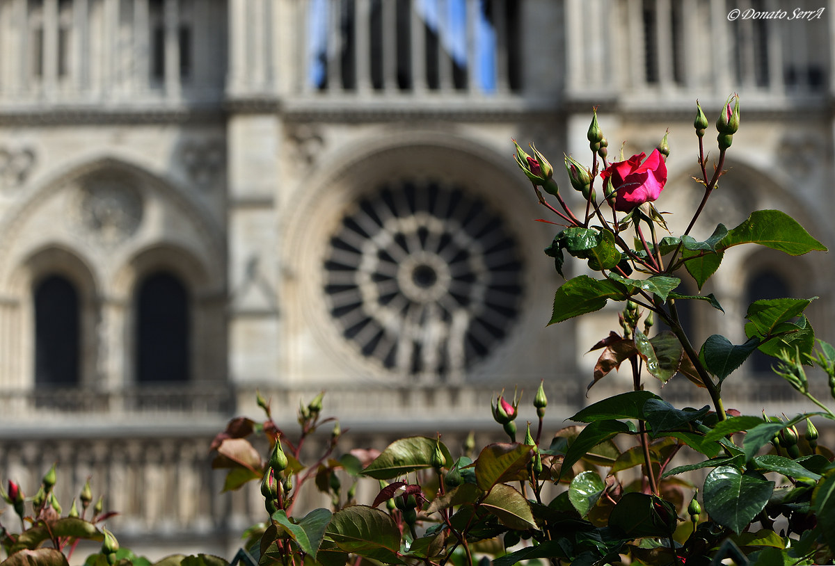 The rose and the rosette