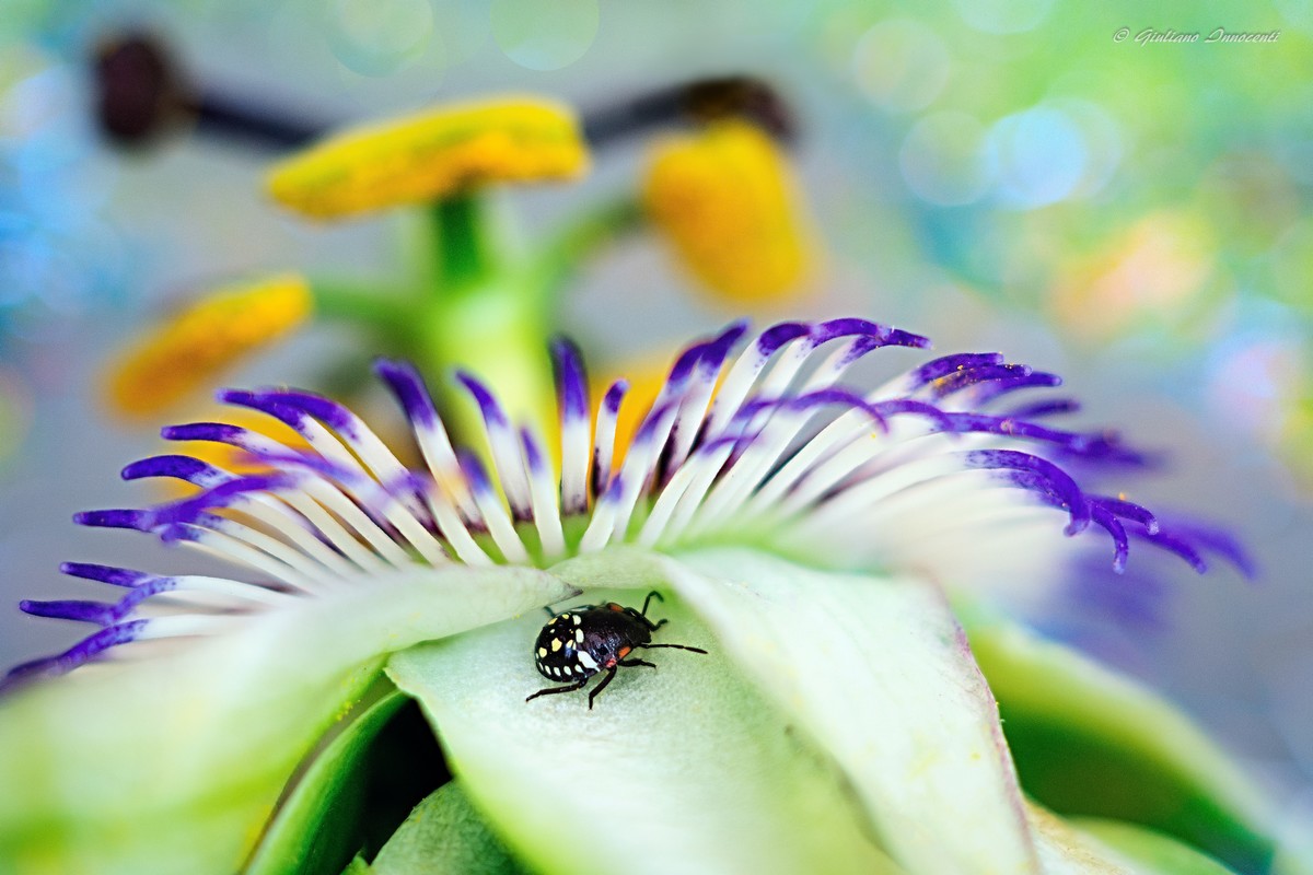 l'ospite e la passiflora