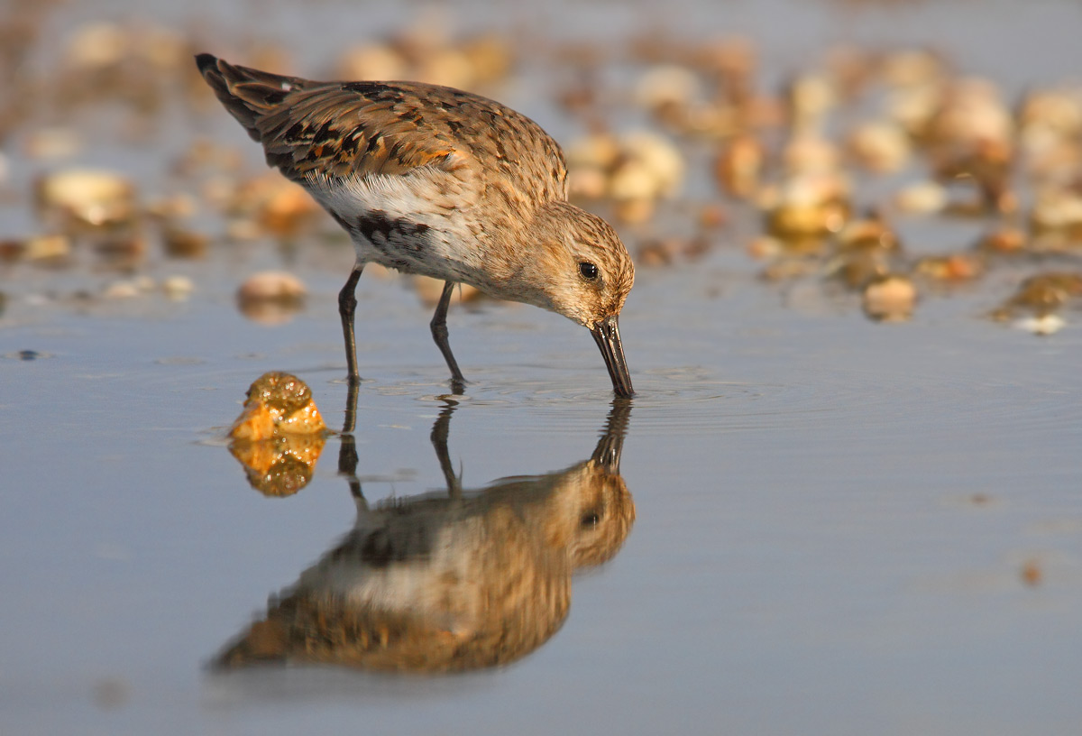 Dunlin