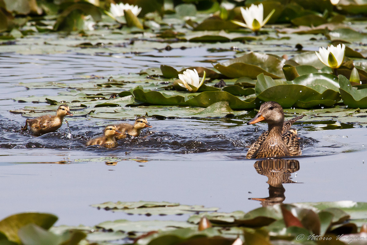 The family .... Gadwall
