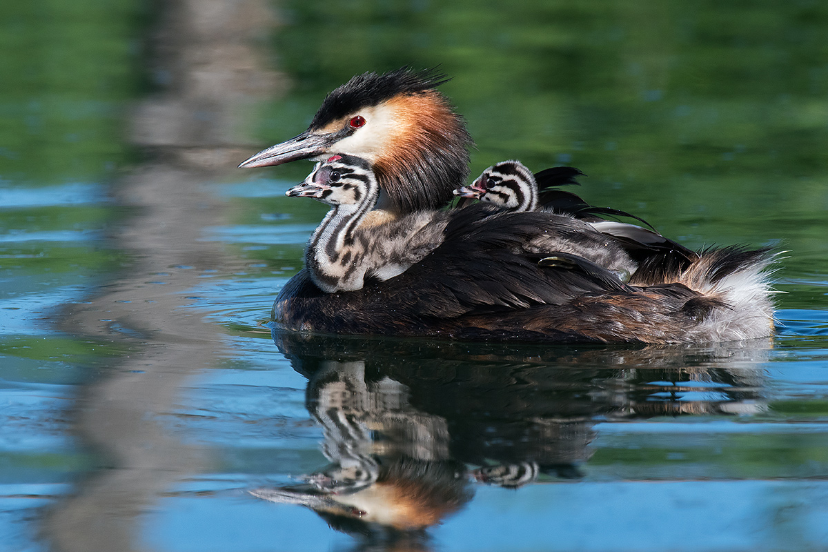 Small blind on board