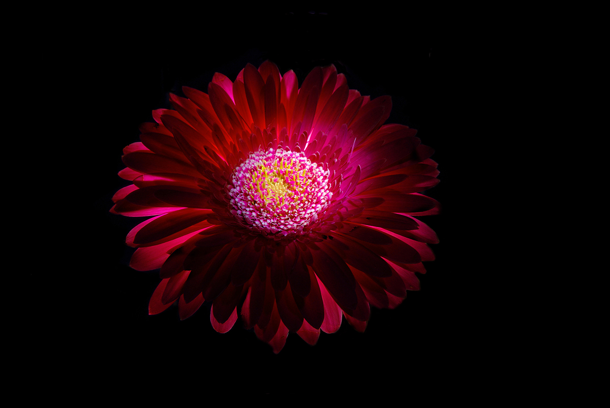 gerbera light painting