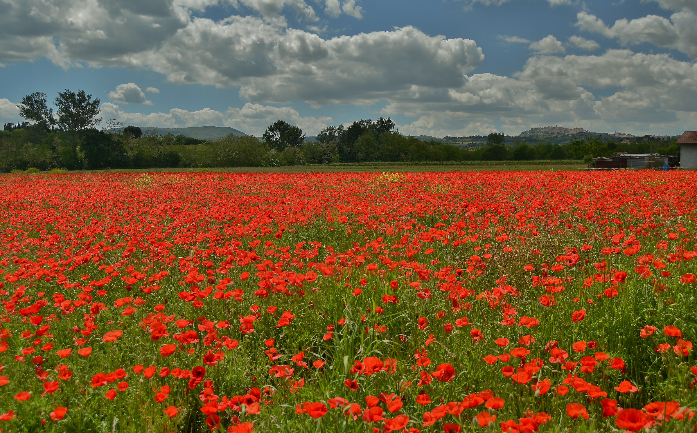 Papaveri di fine maggio