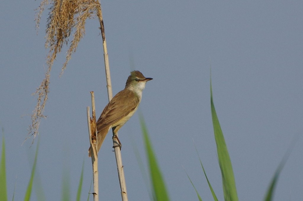 Cannareccione (Acrocephalus arundinaceus)