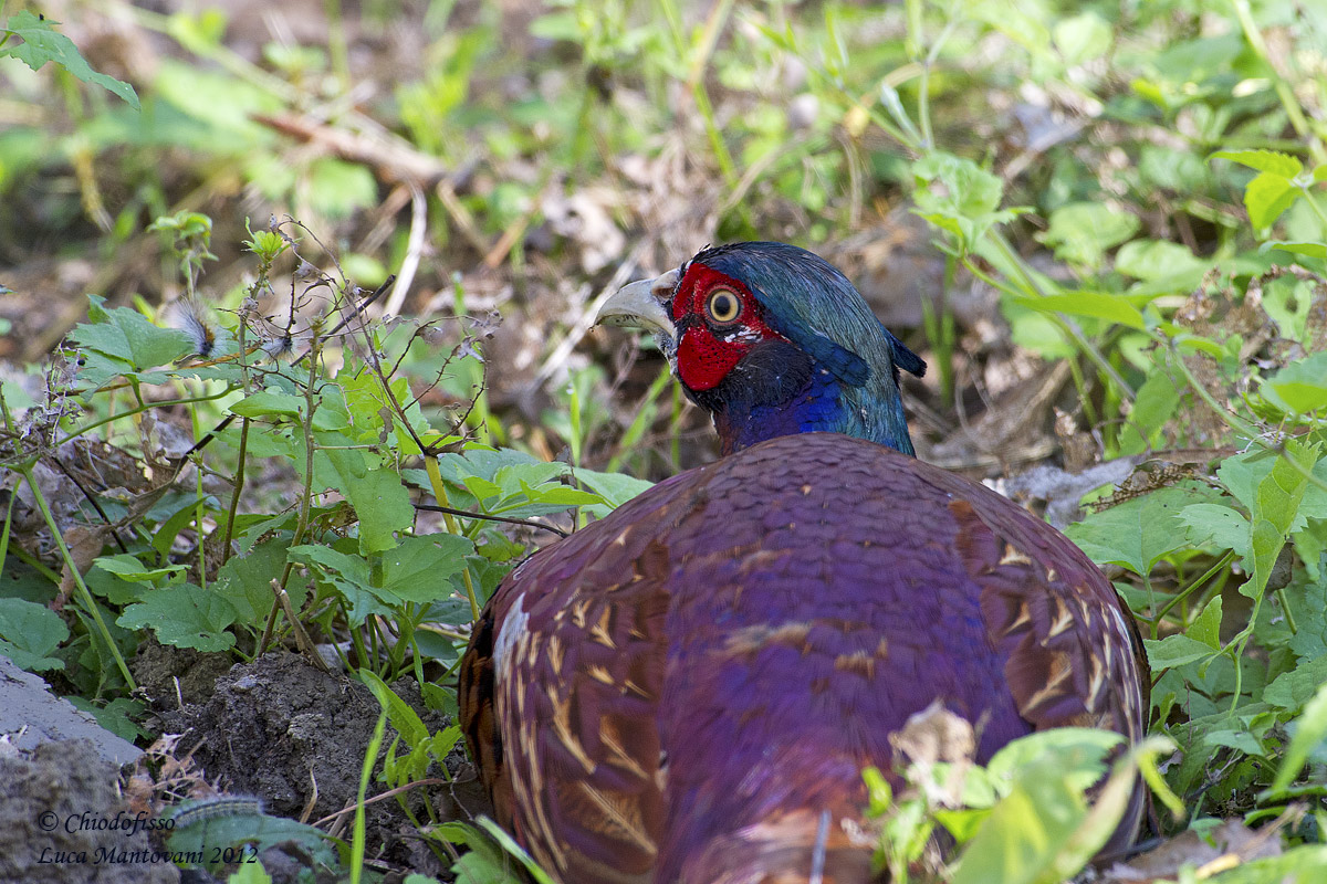 Fagiano sorpreso in natura!