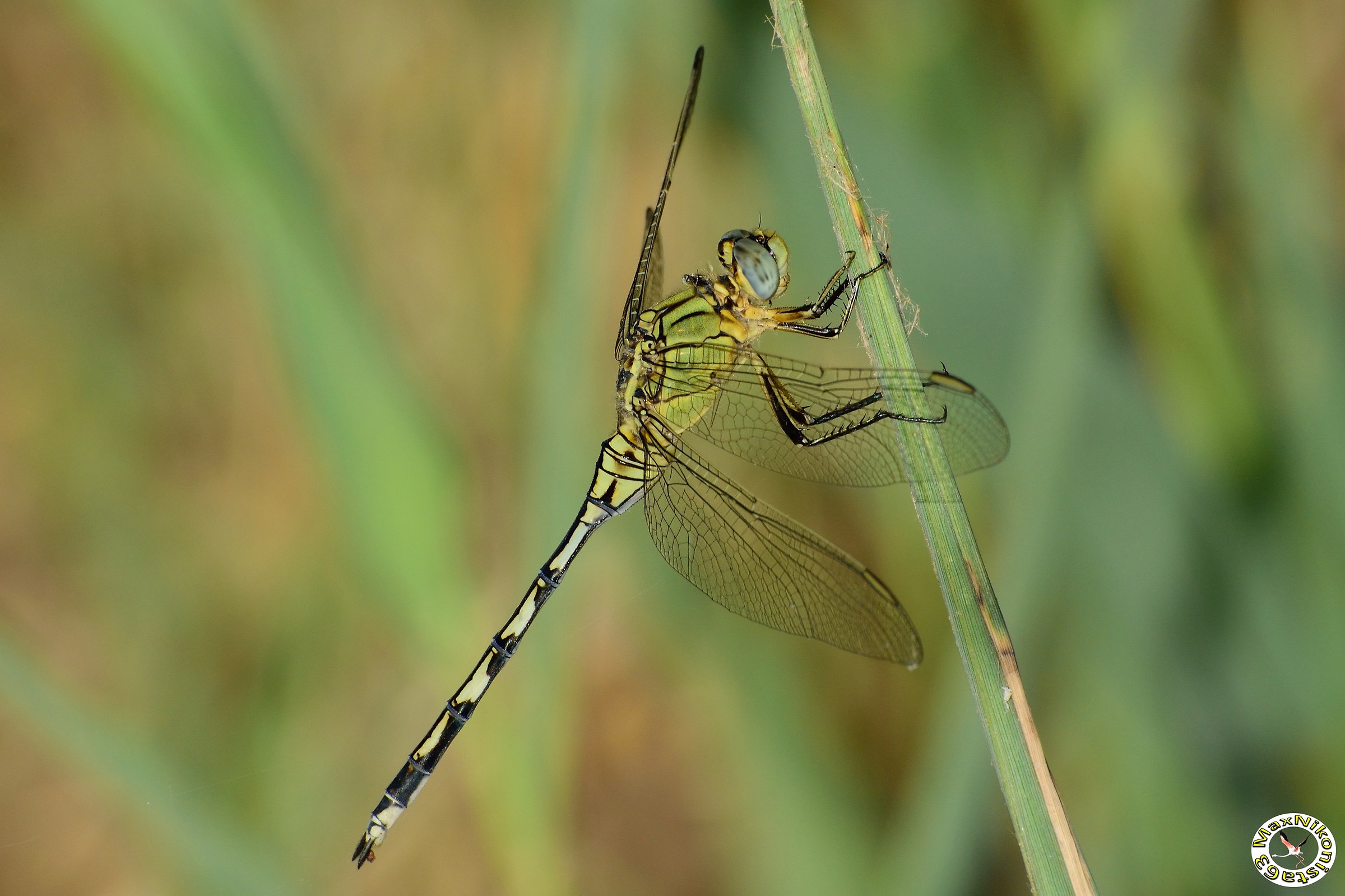 Odonato - Anisottero