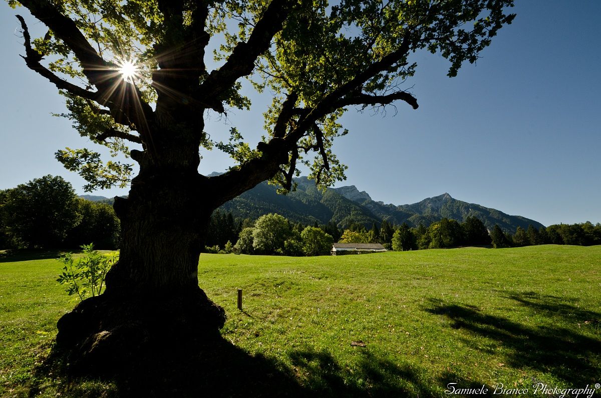 The sun is hiding behind the oak