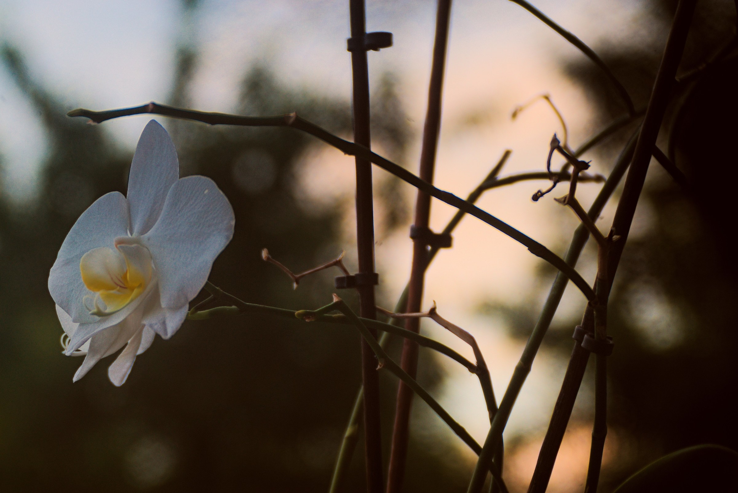 Orchid at sunset / through Kodak N 3 Junior 1889