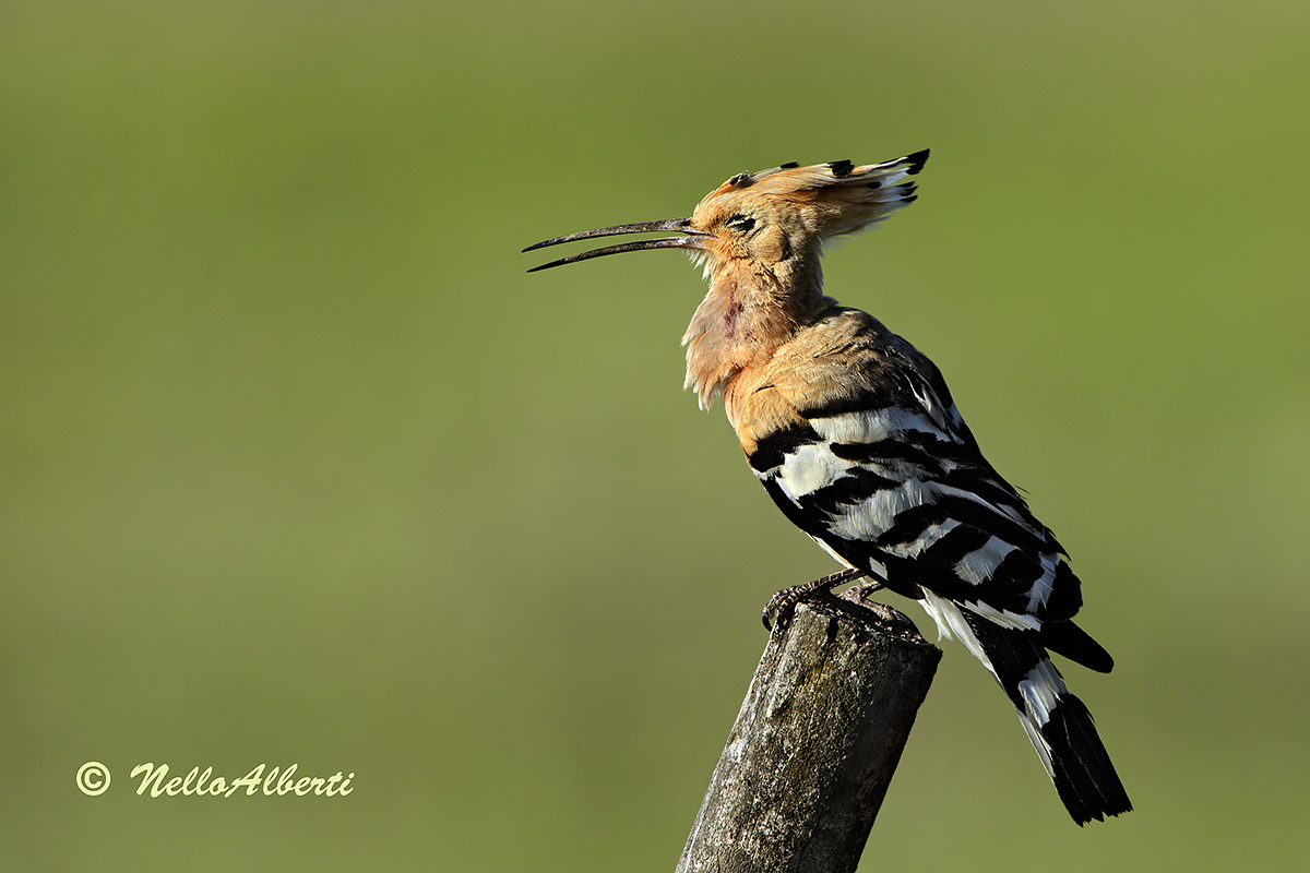 Upupa in fase di richiamo