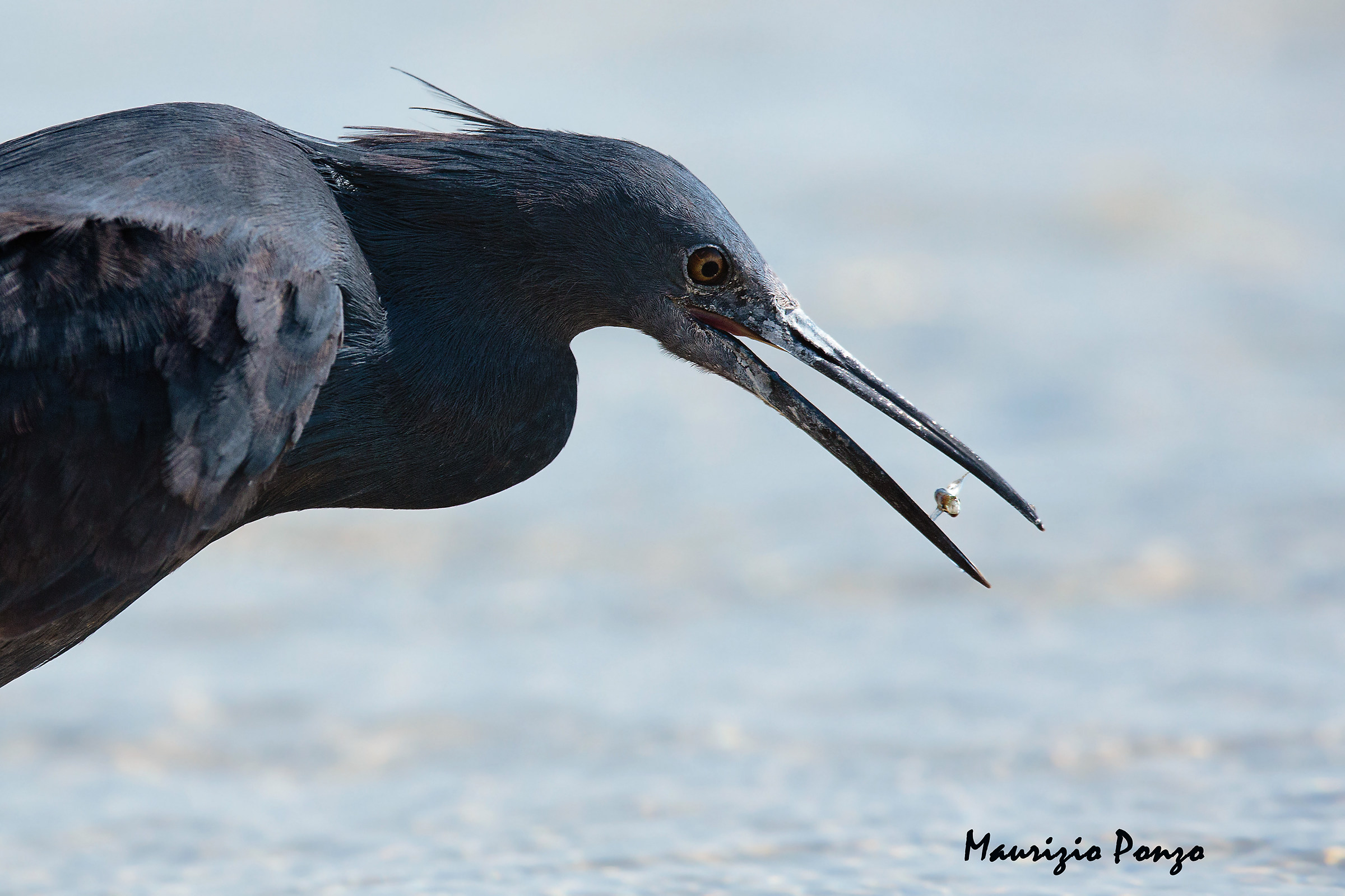 Black heron