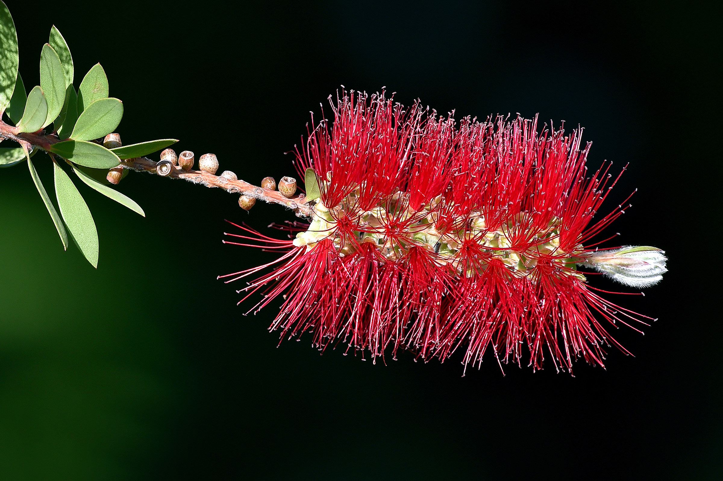 Fiore a spazzola...    Callistemo   ( Callistemon Citrinus )