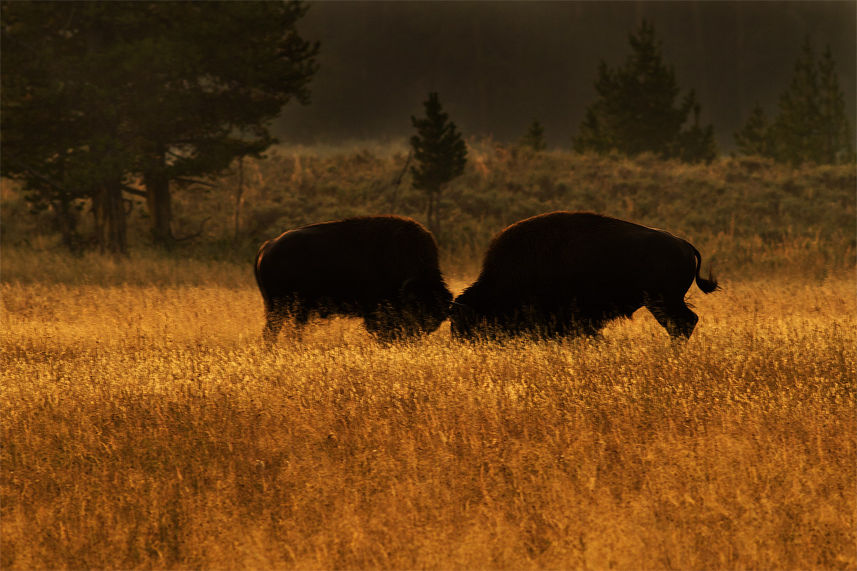 Bison Fighting