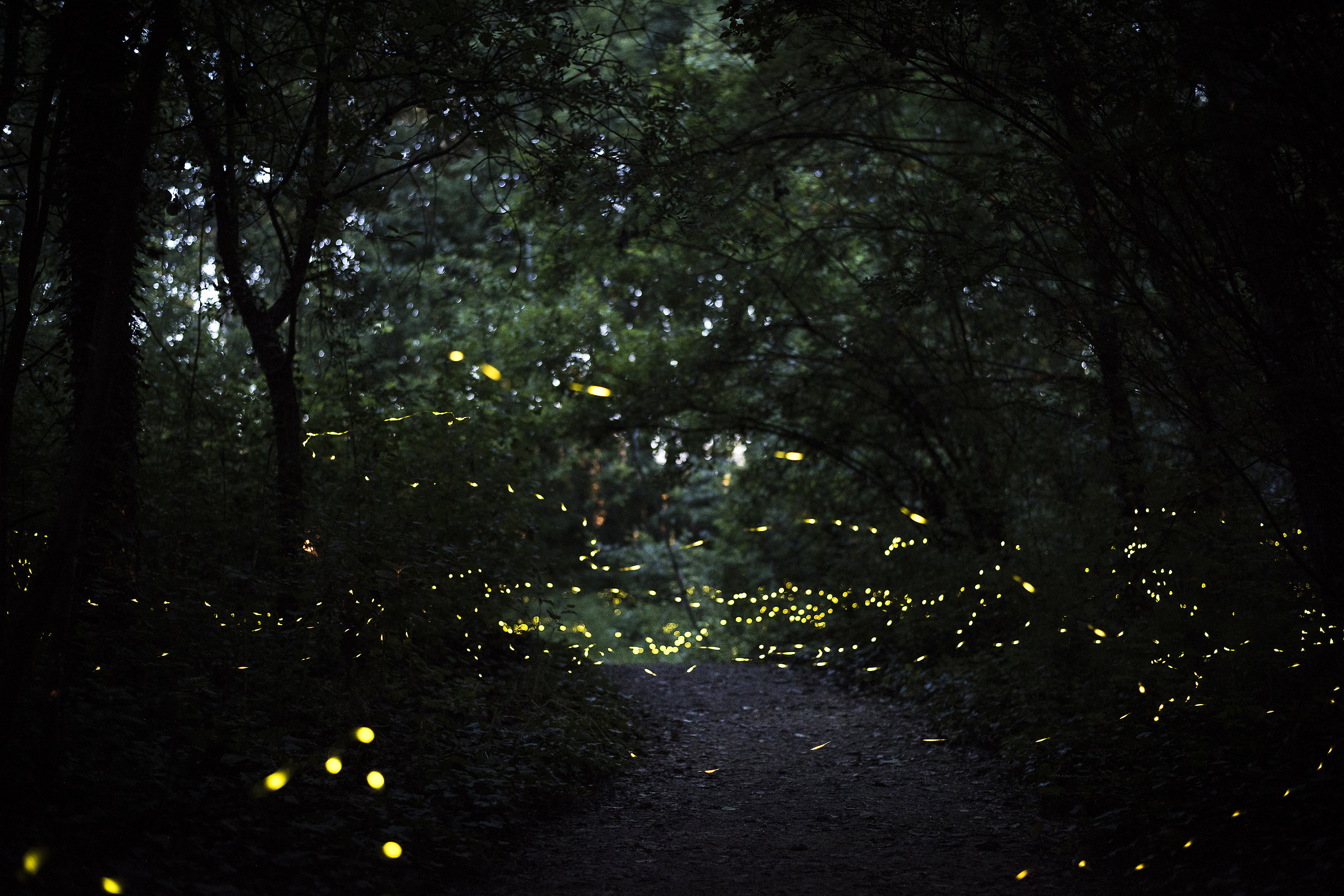 Lucciole in the wood of Fusignano