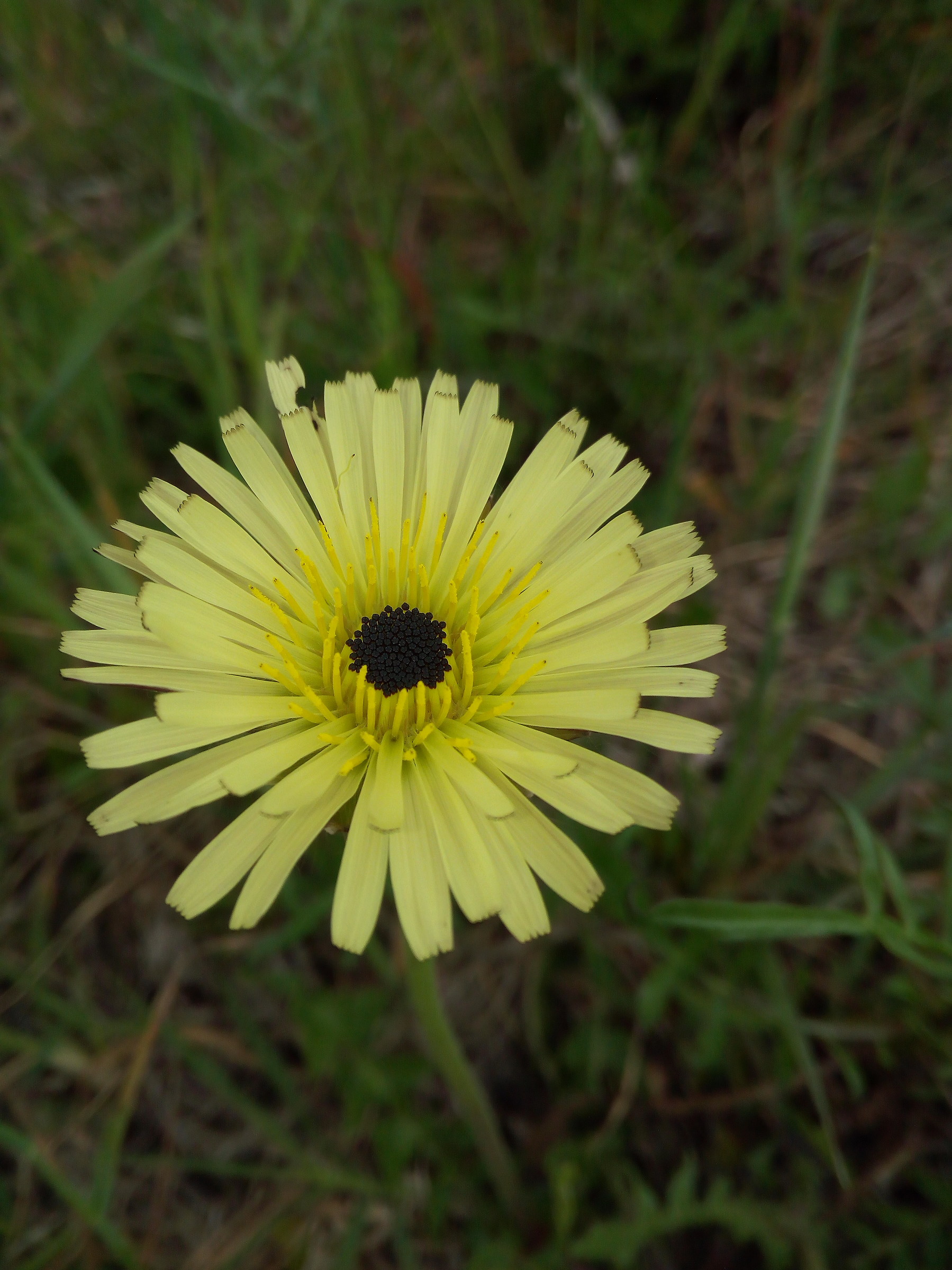 Gerbera selvatica