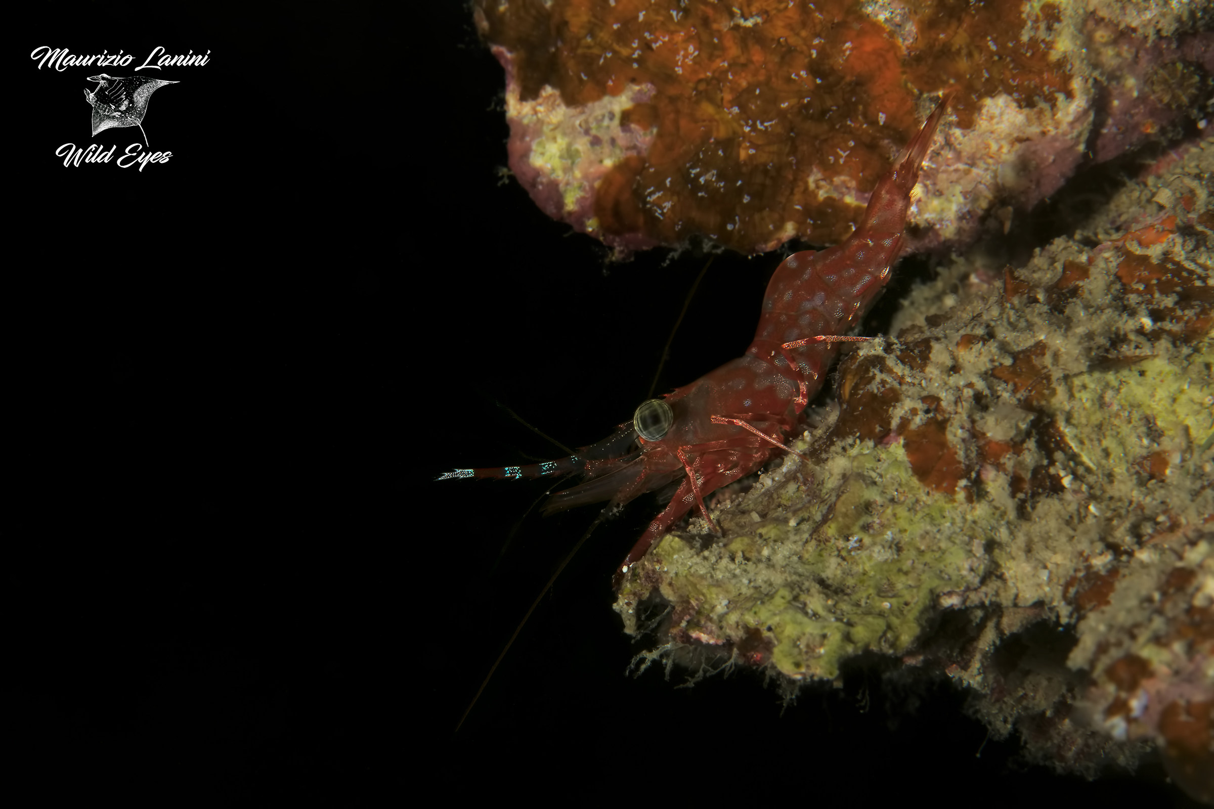 What big eyes do you have !!!