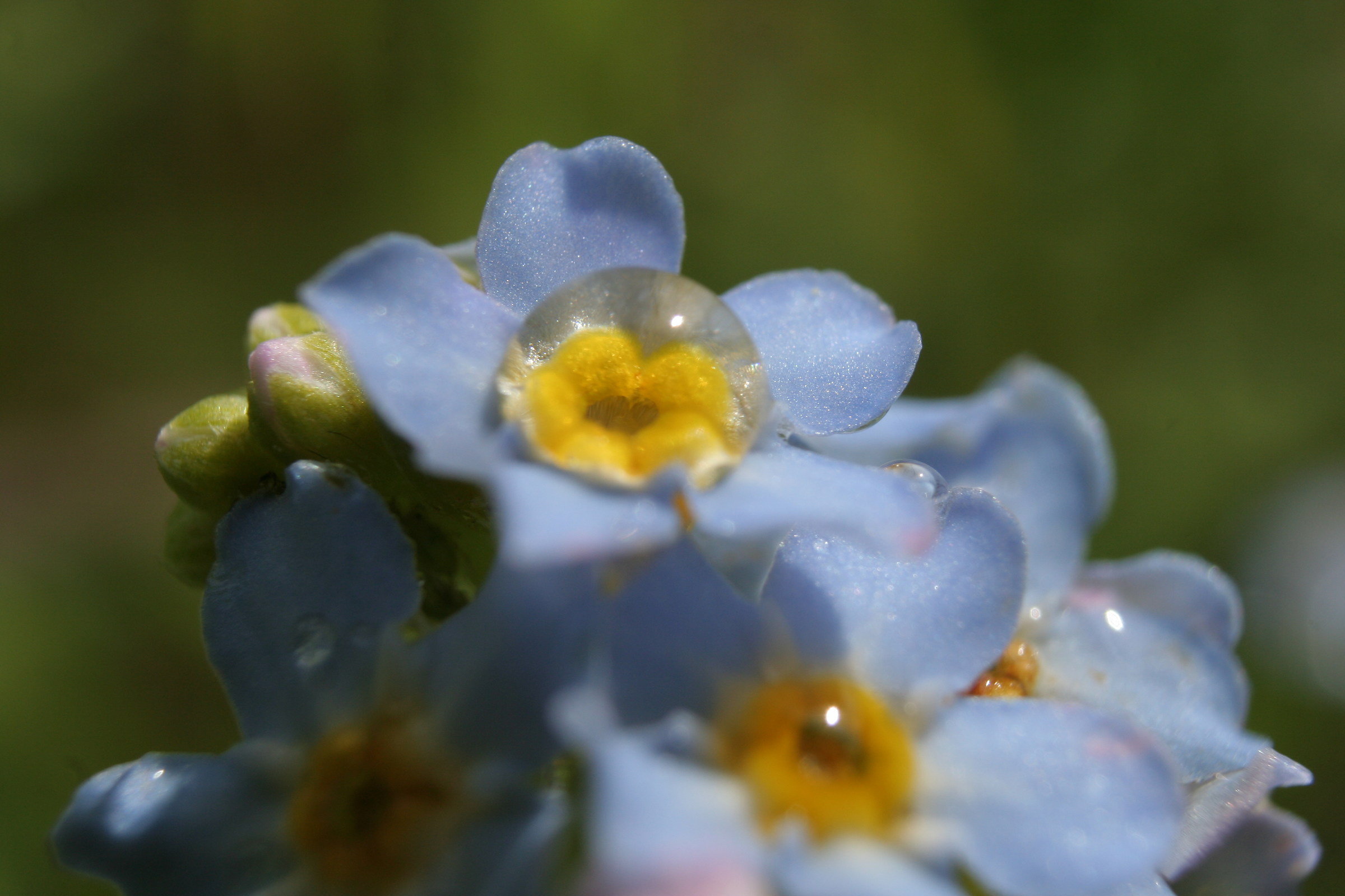 Drops of dew on Do not forget about me - Myosotis