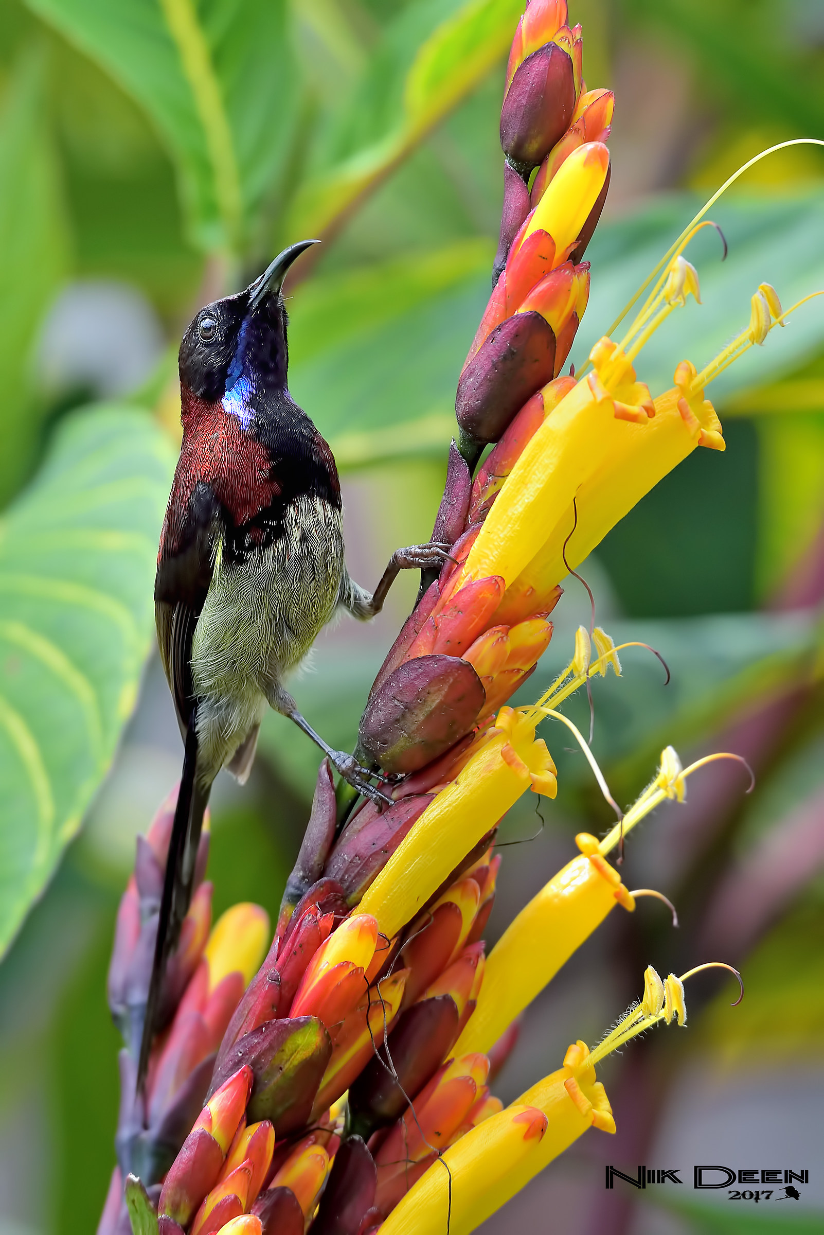 Black-throated Sunbird