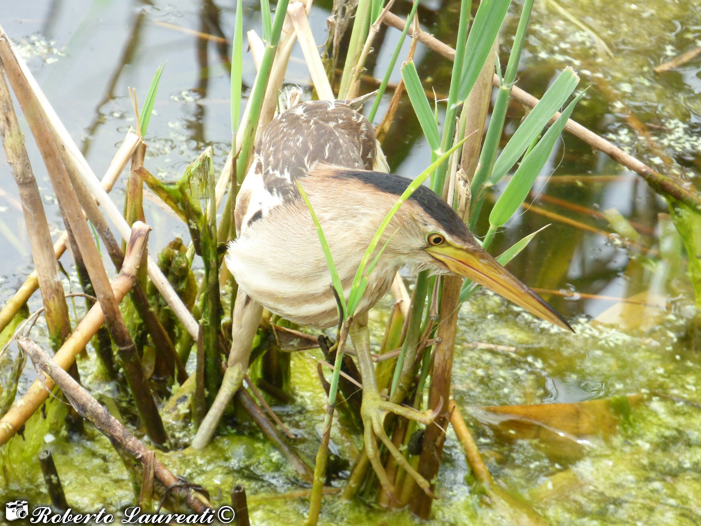 Common Tarabusino (Ixobrychus minutus)