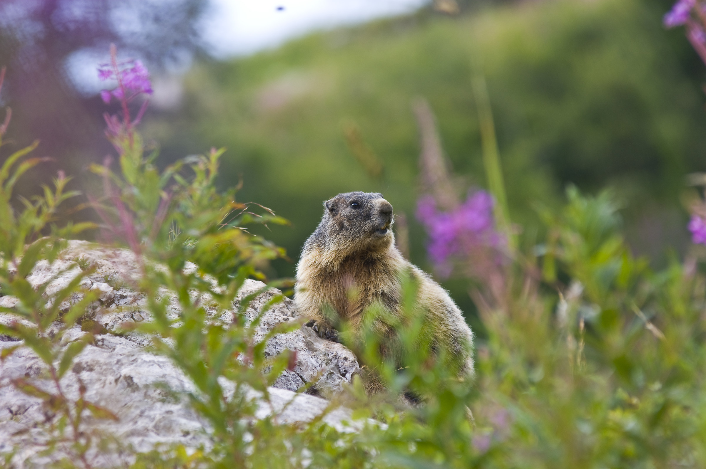 marmot