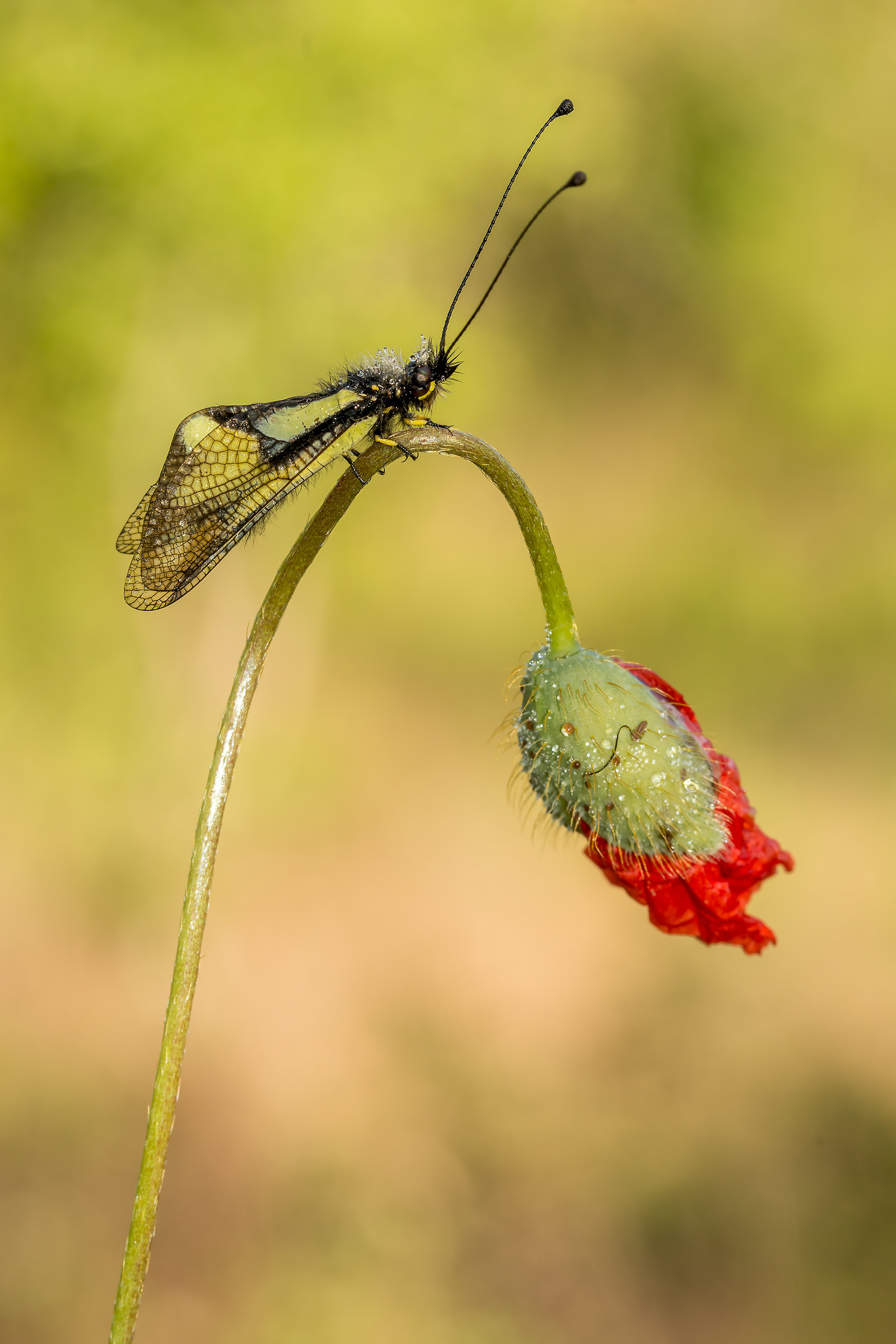 Libelloides coccajus