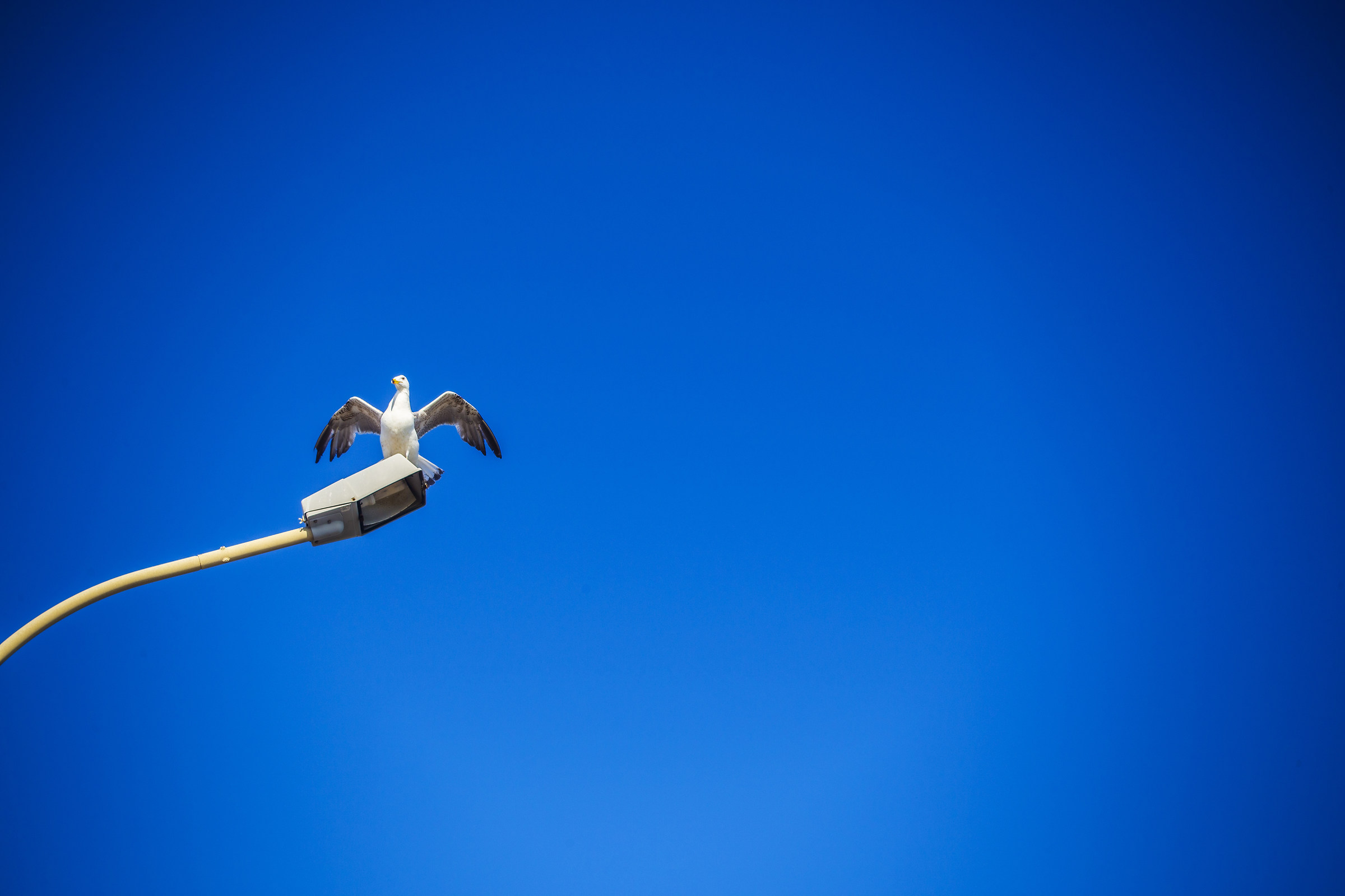 Mario, the Gull Spavaldo of Fiumicino