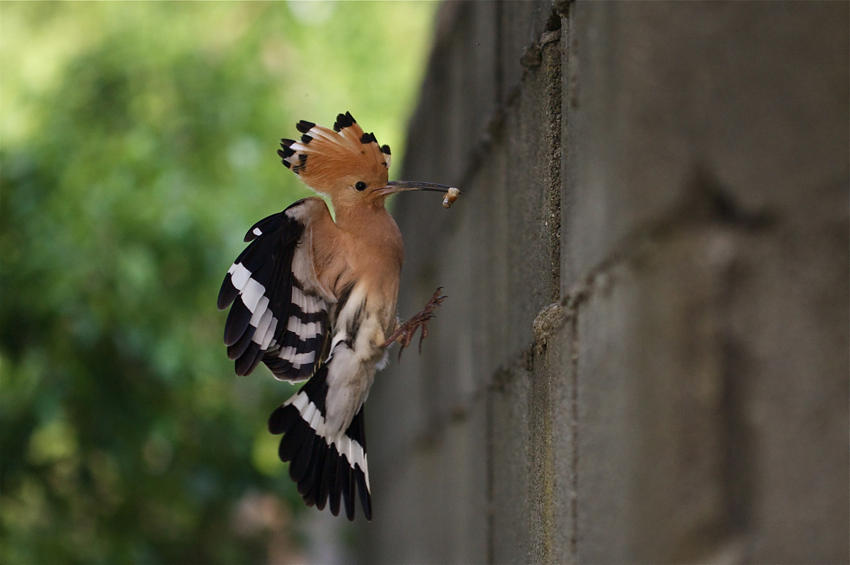 I am the ghost of Hoopoe, walk past the walls.
