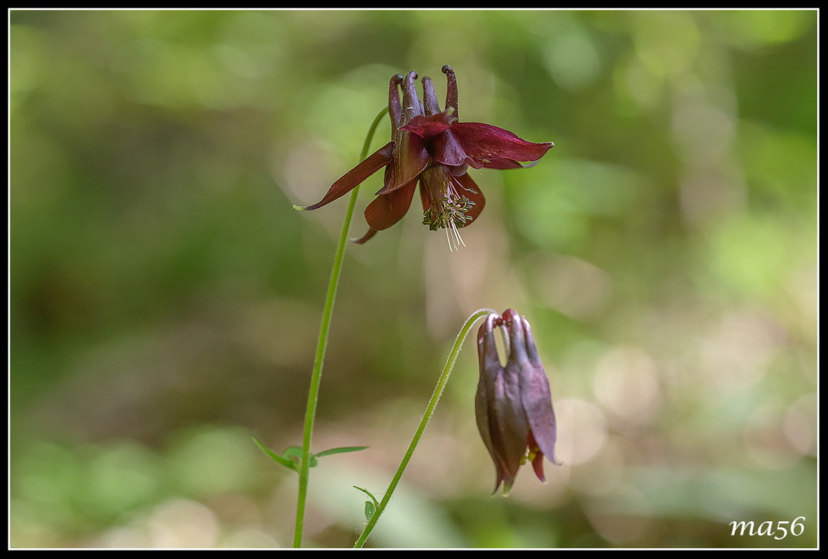 Dark aquilegia
