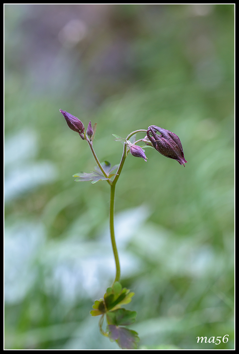 Dark aquilegia