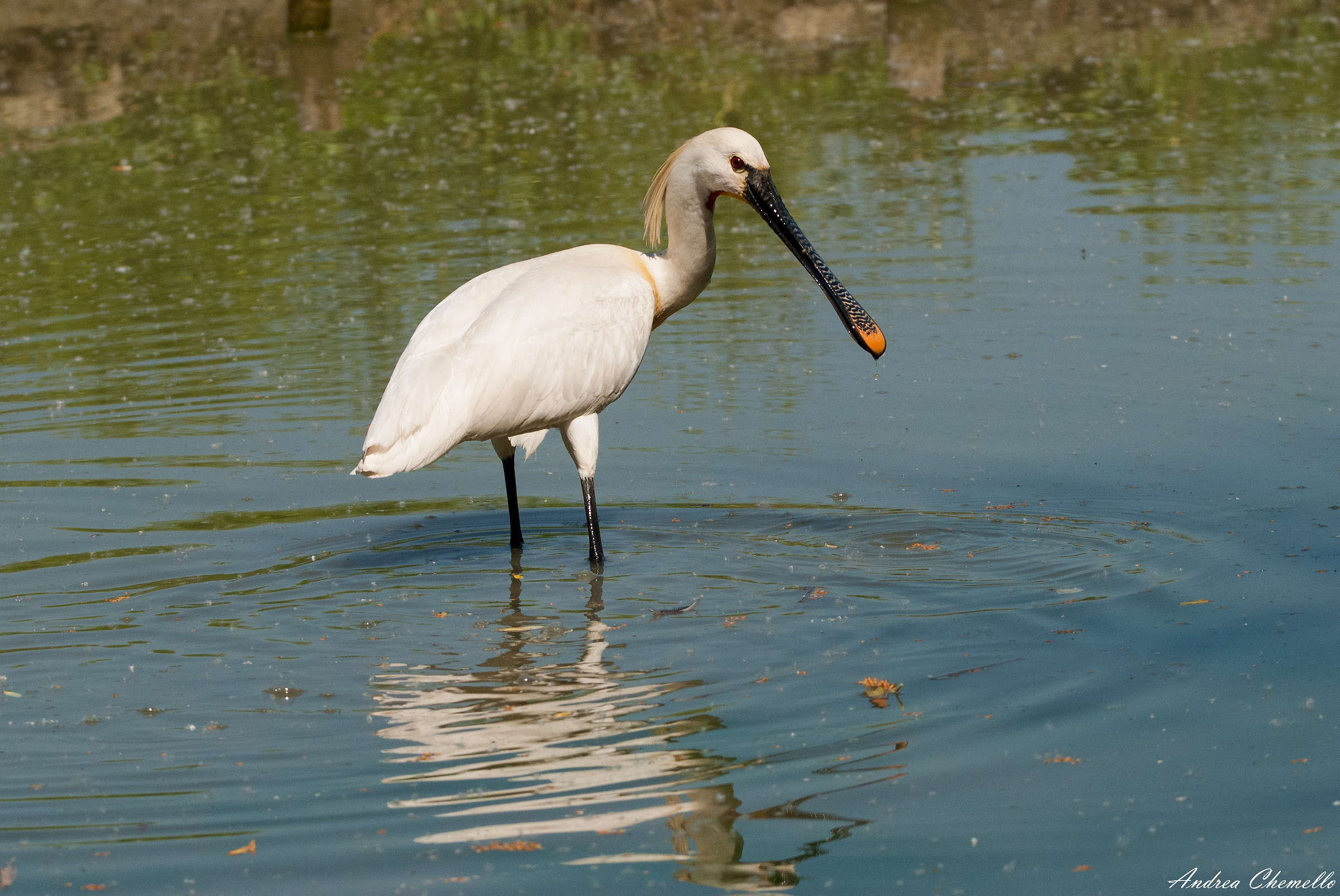 Spatula (Platalea leucorodia)