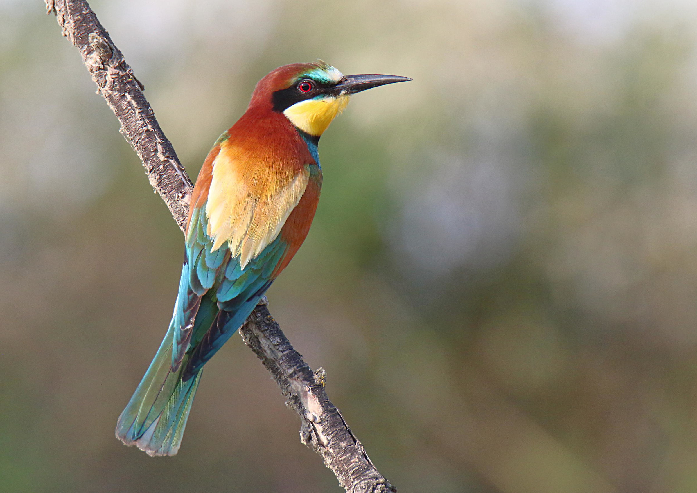 Bee eater