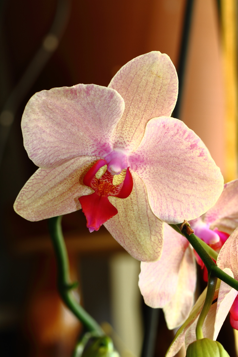 orchid