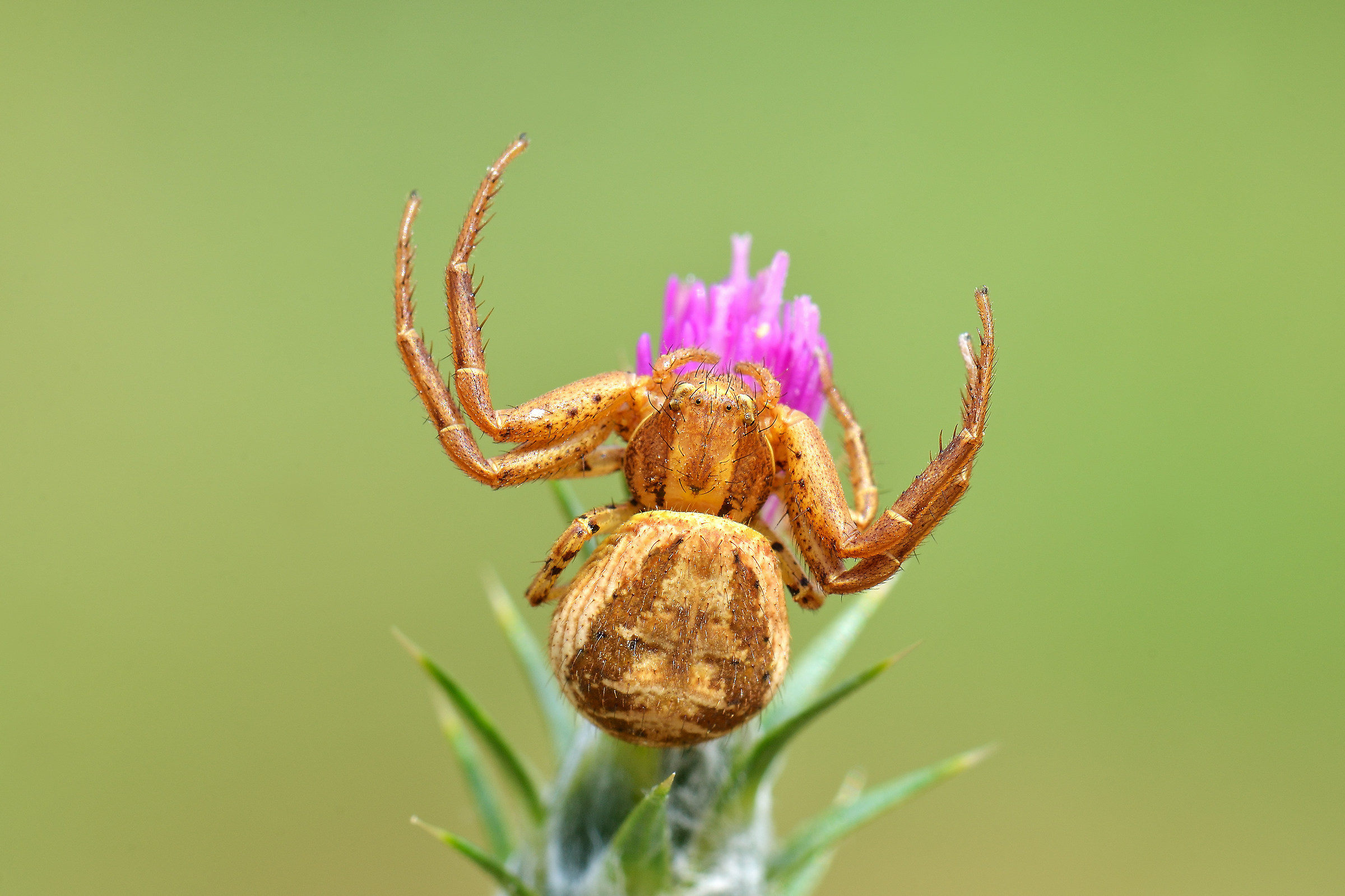 Xysticus cristatus... in agguato