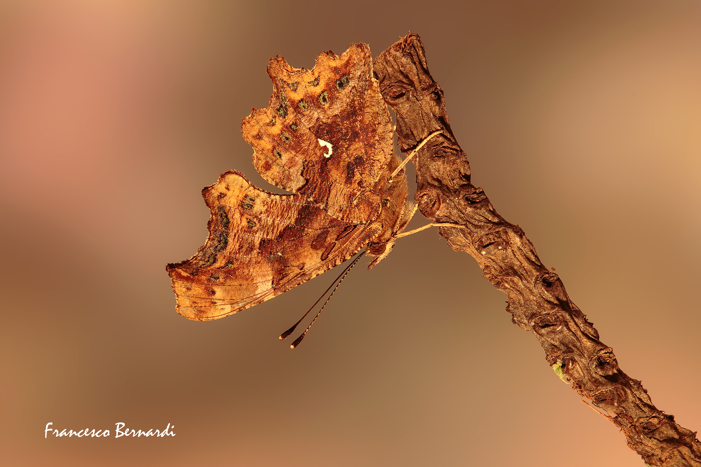 Polygonia c-album 1758