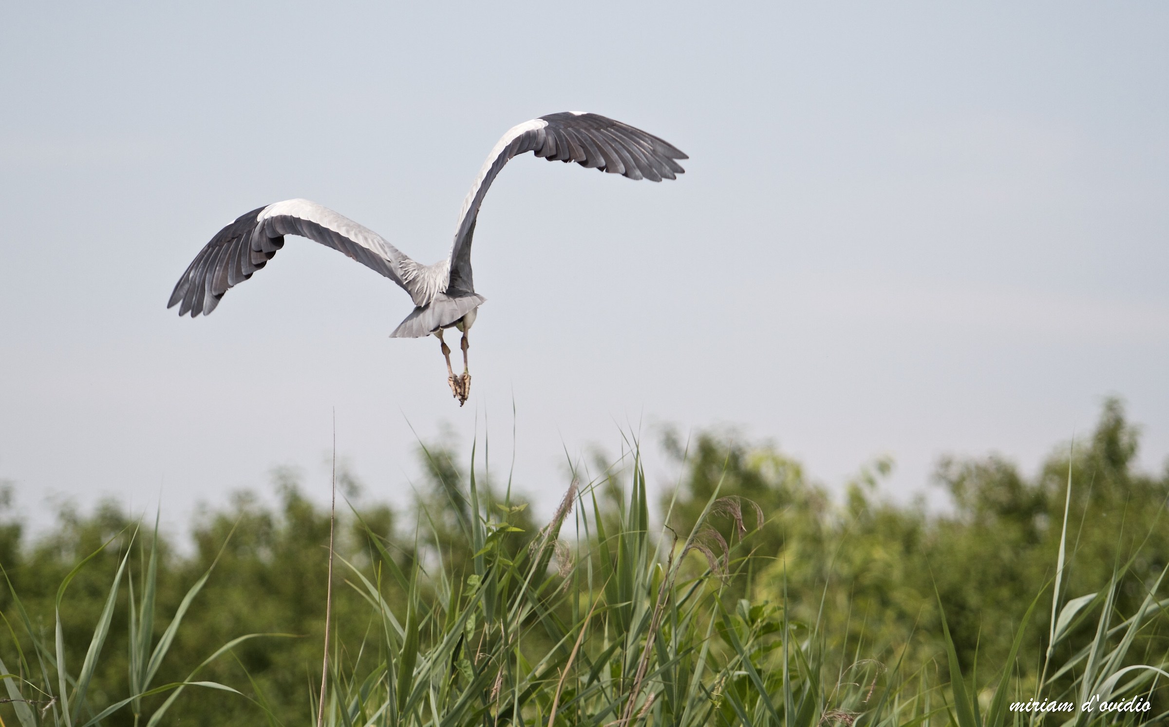 An infinite idea of ??freedom