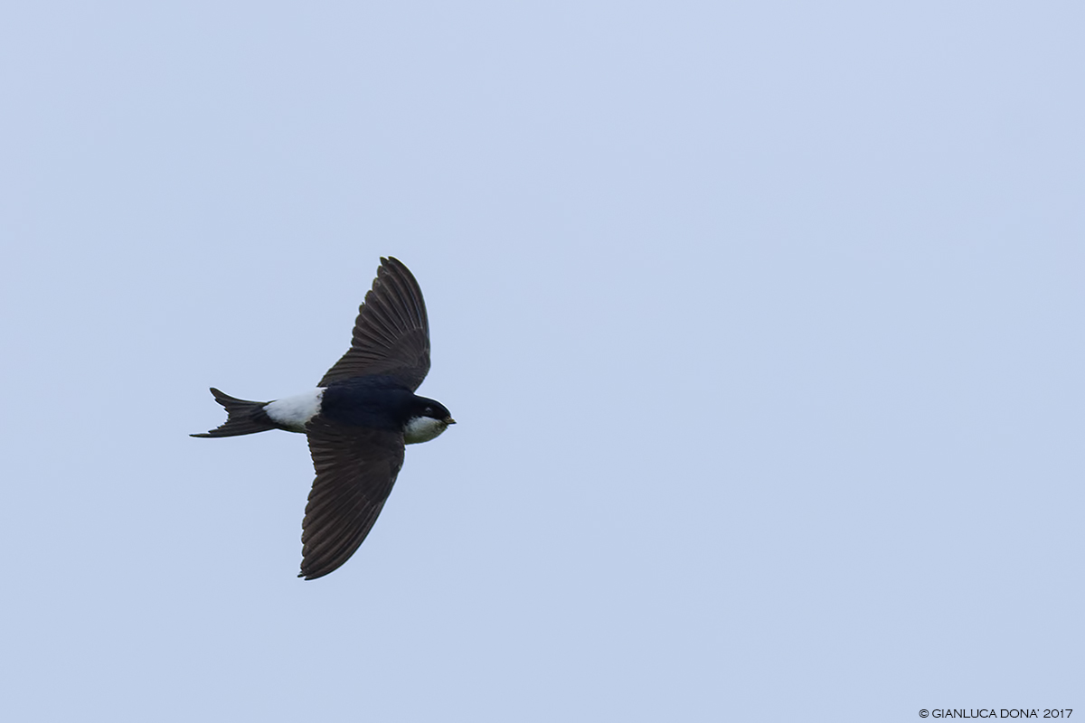 House martin