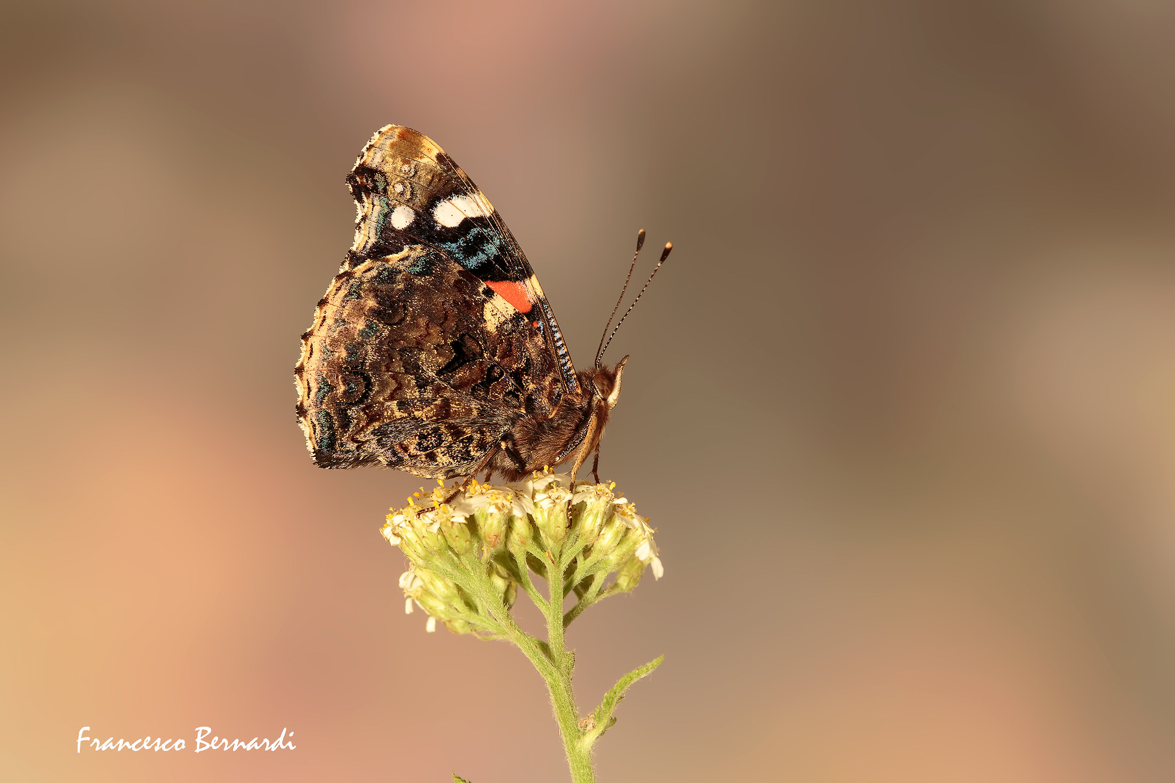 Vanessa Atalanta 1758