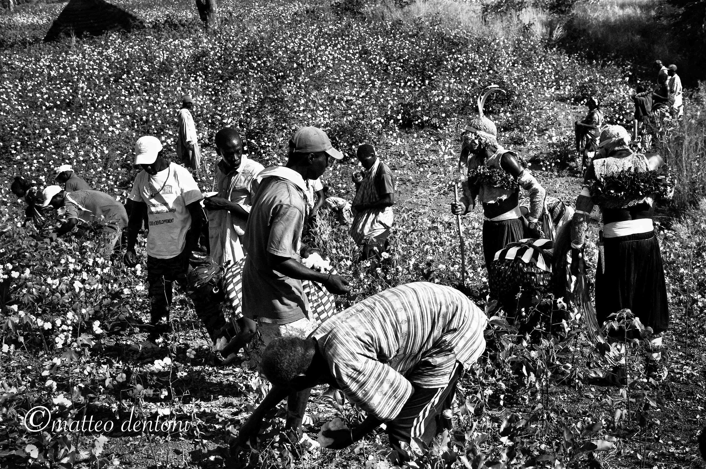 Basari, Cotton Collection Party