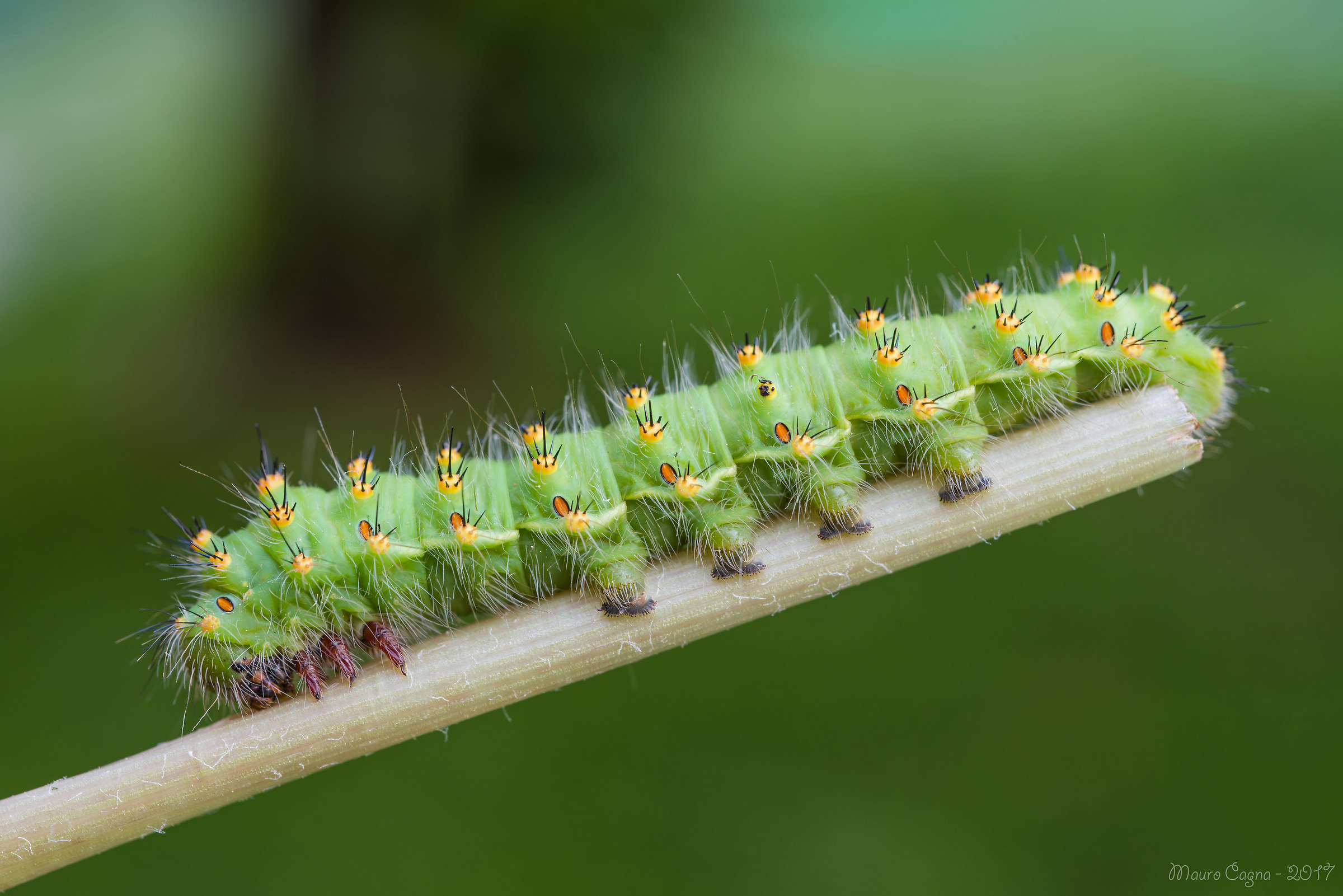 Bruco di saturnia pavoniella