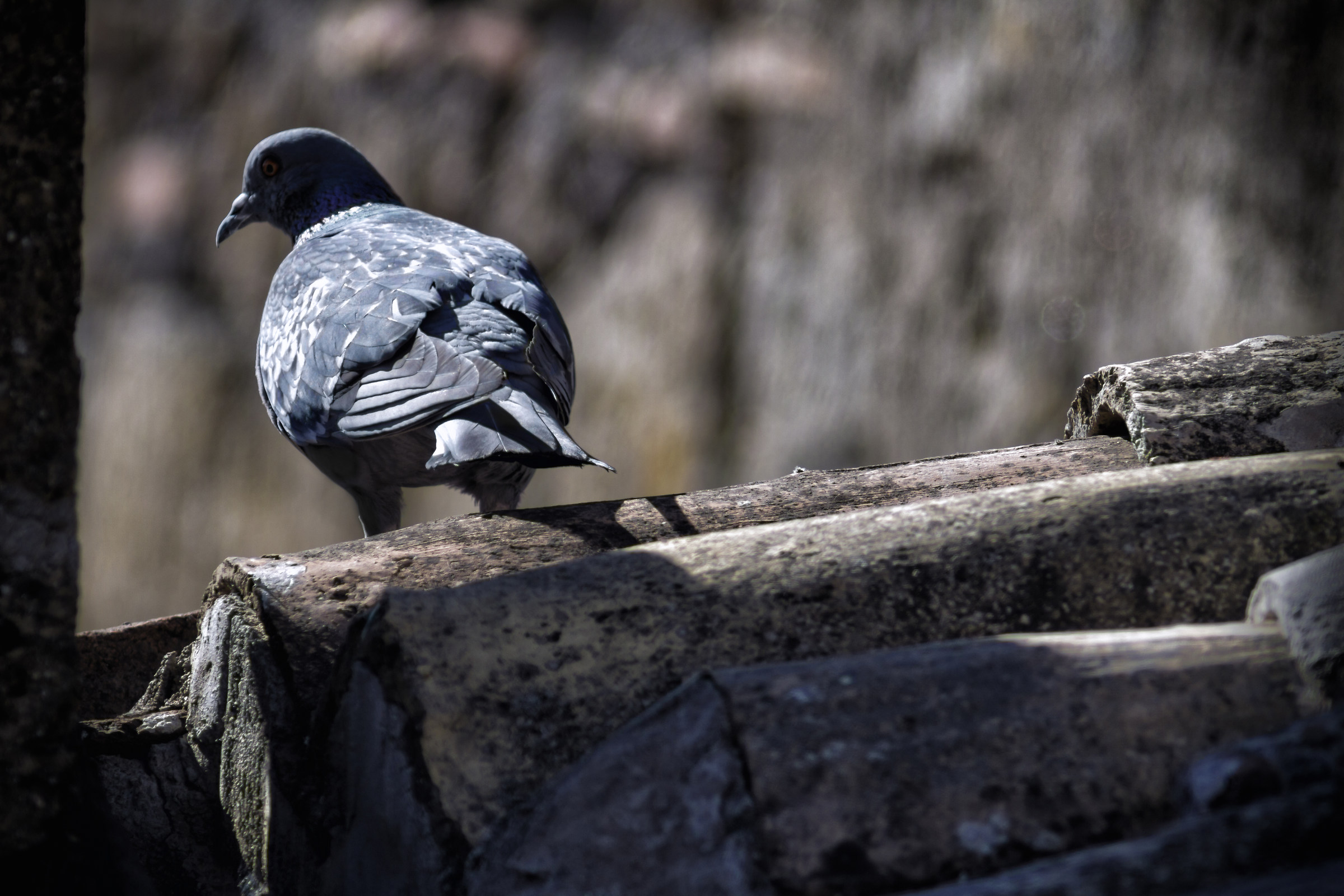 Columba livia (pigeon)