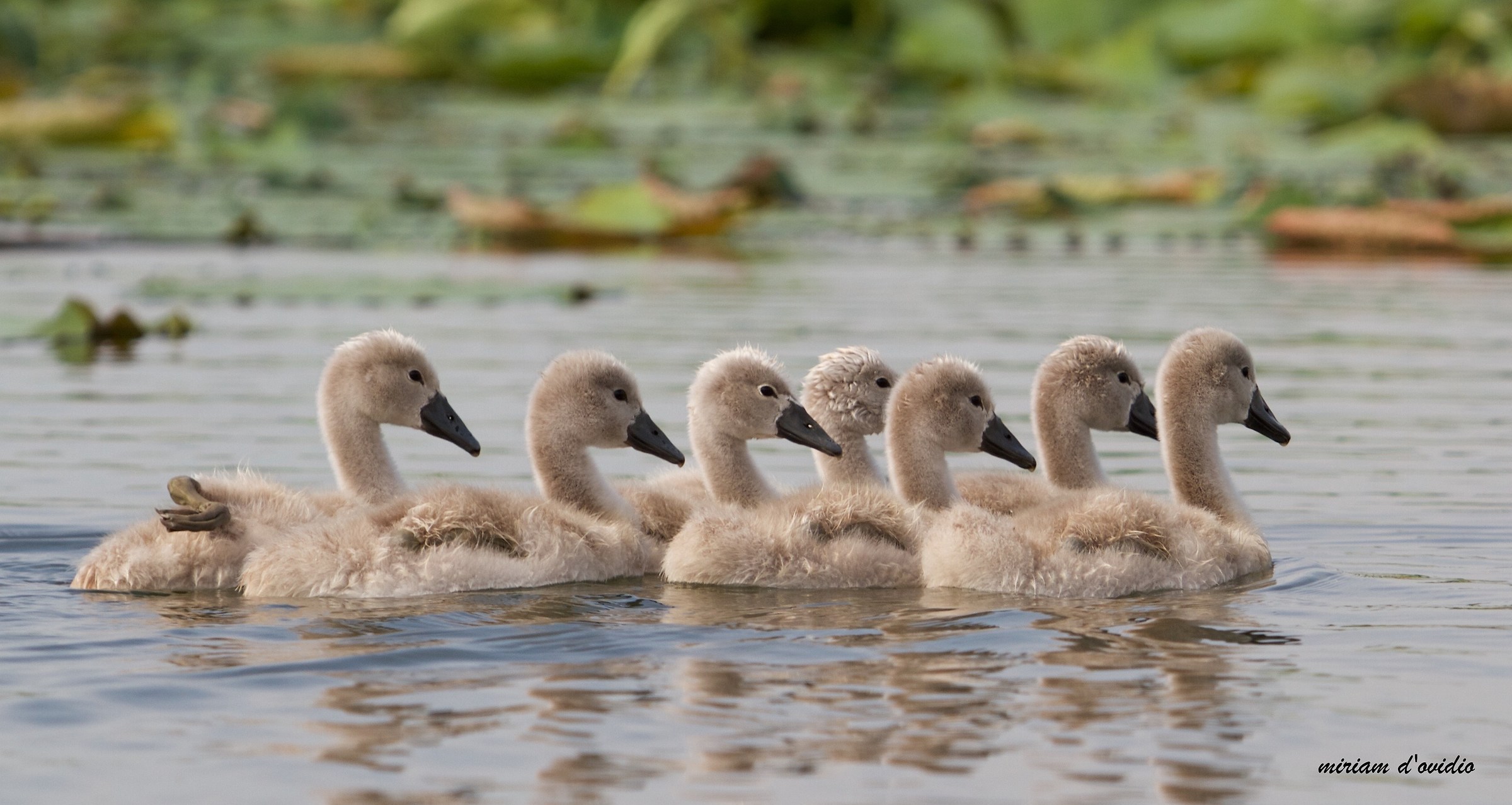 All in a row on the river Mincio