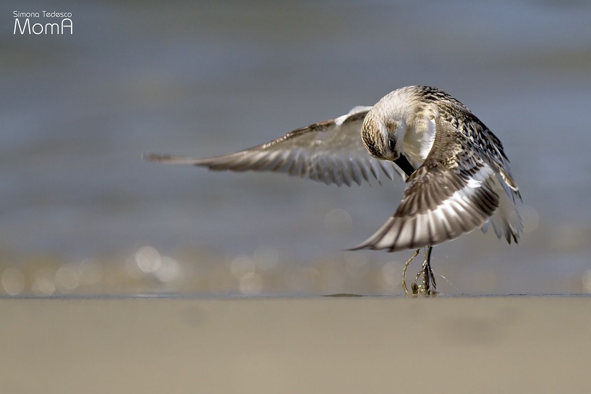 On the tips .. - Toed Sandpiper