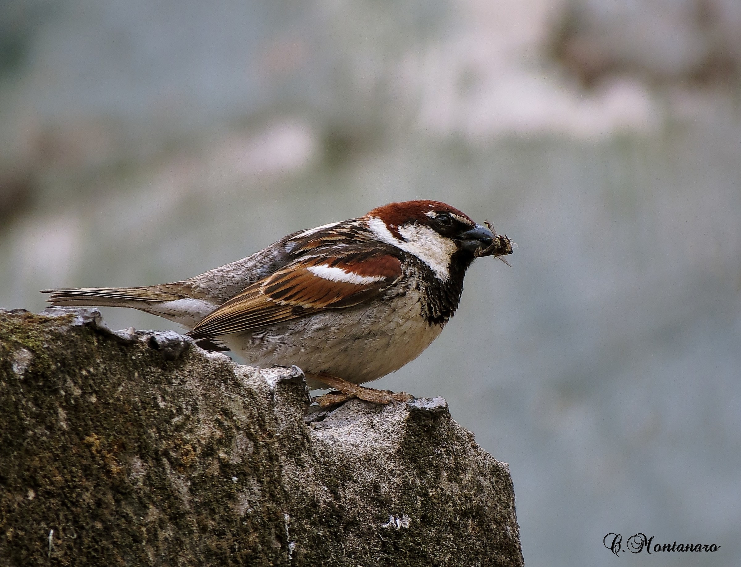 Passer italiae &male;