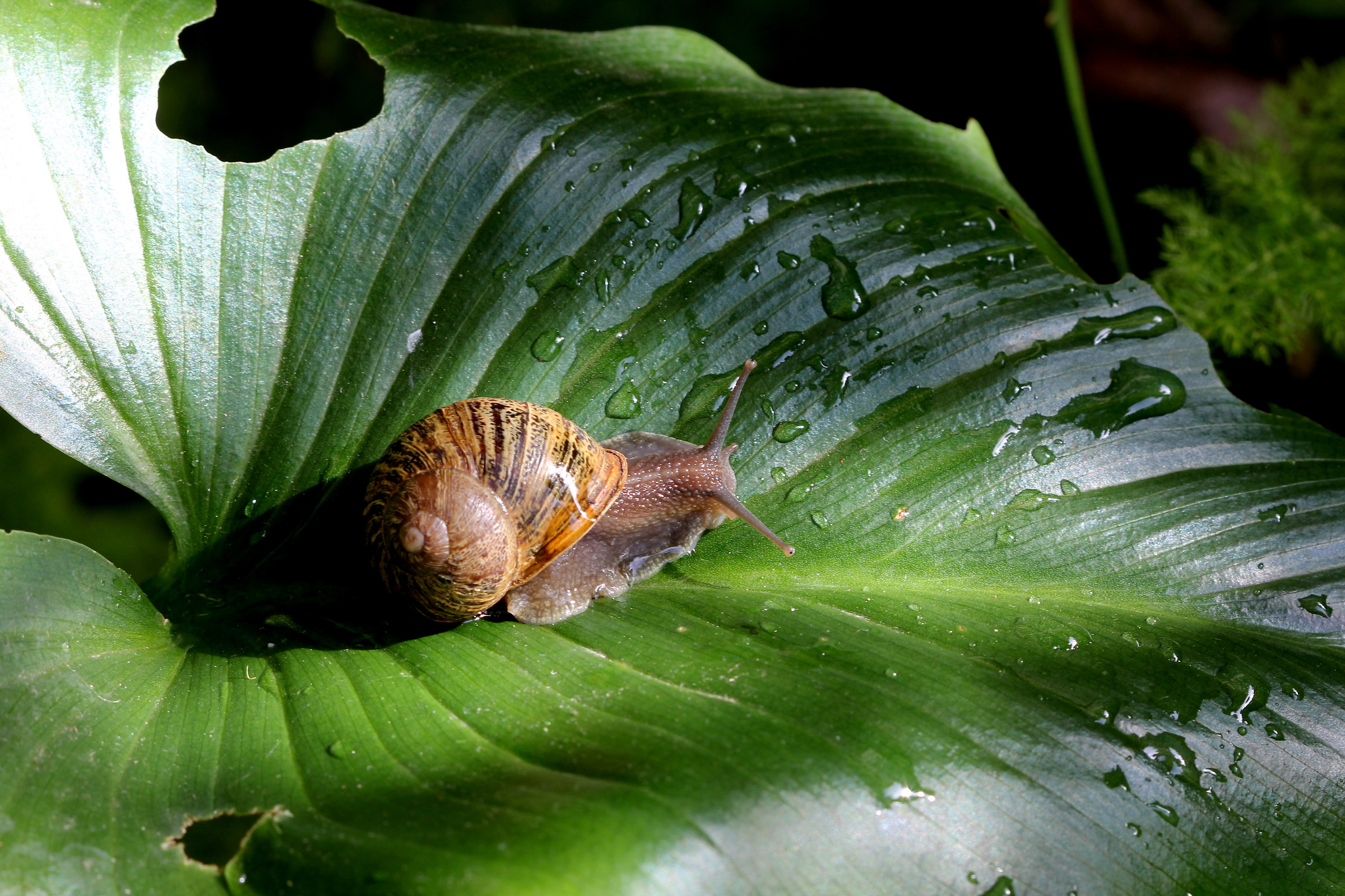 Una passeggiatina dopo la pioggia