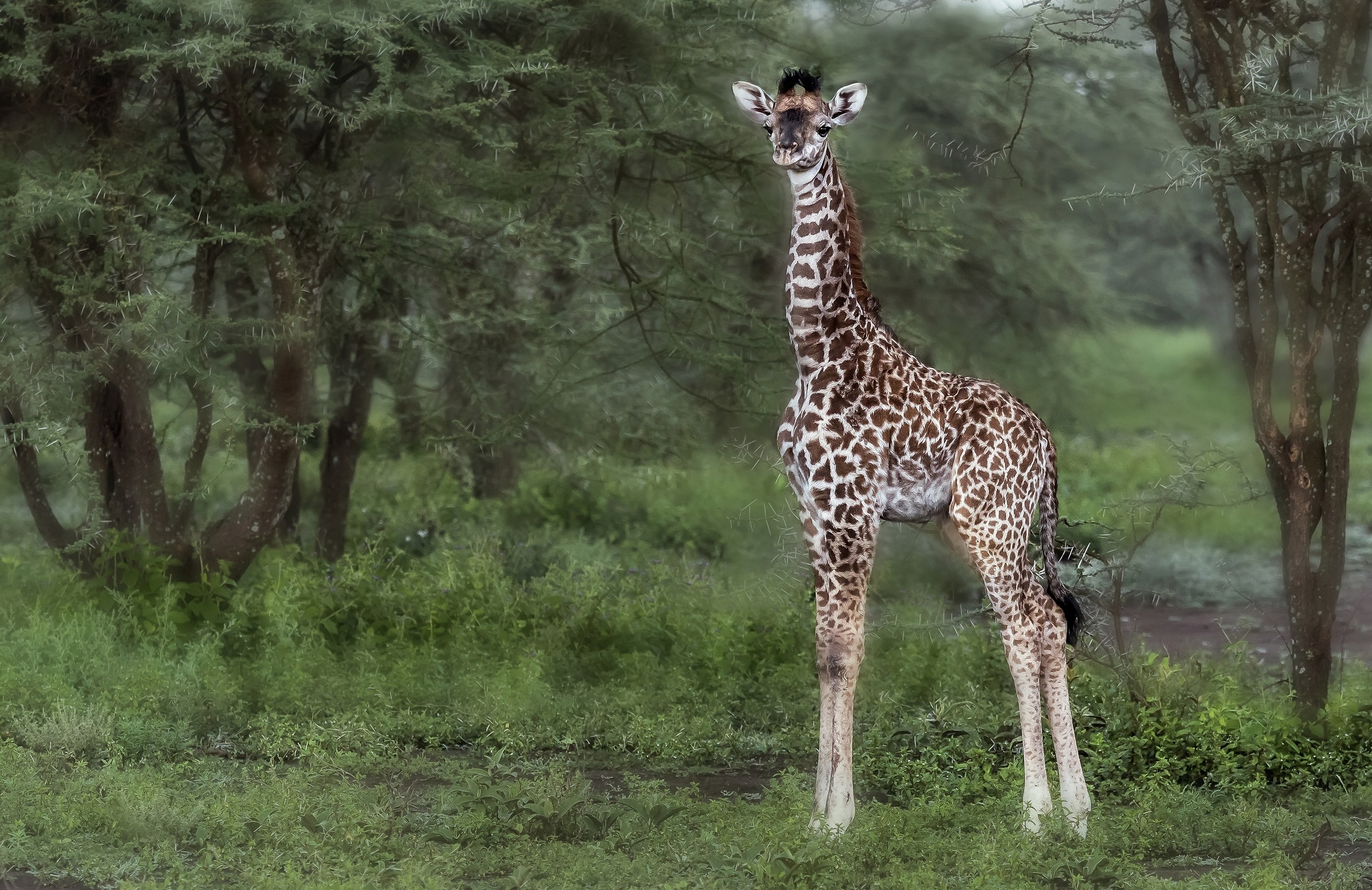 Tanzania 2017 - Giraffino!!