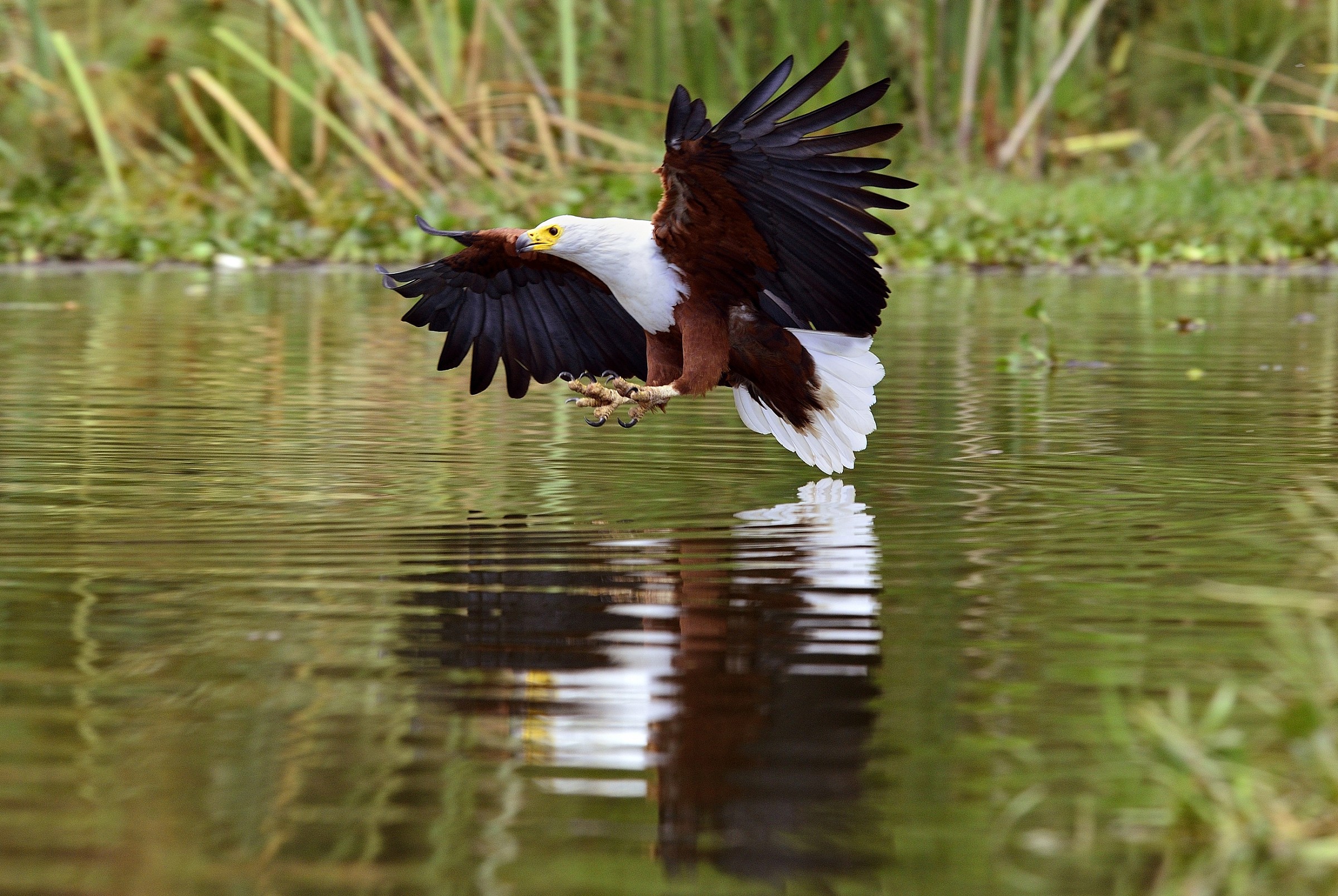 Fish eagle