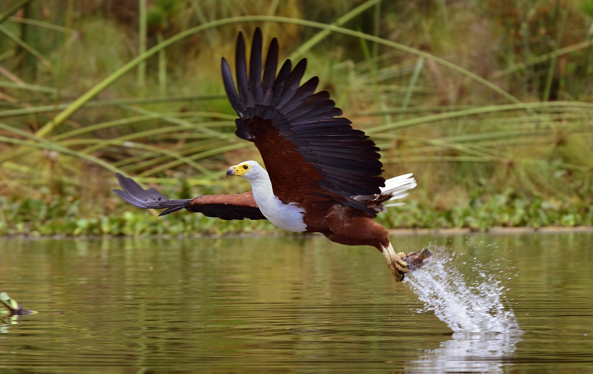 Fish eagle