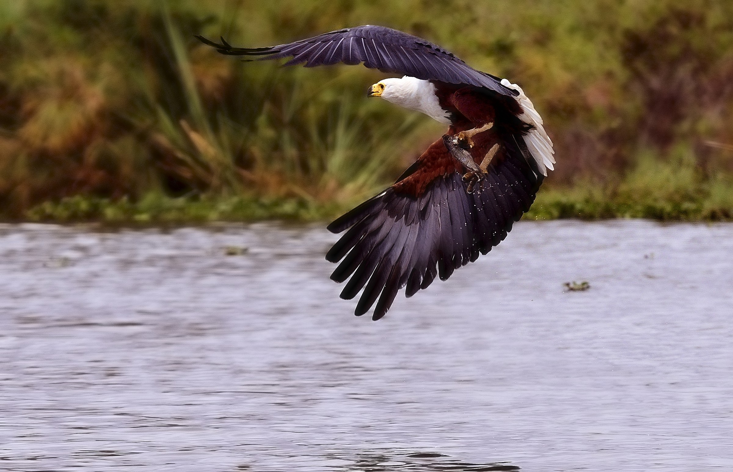 Fish eagle