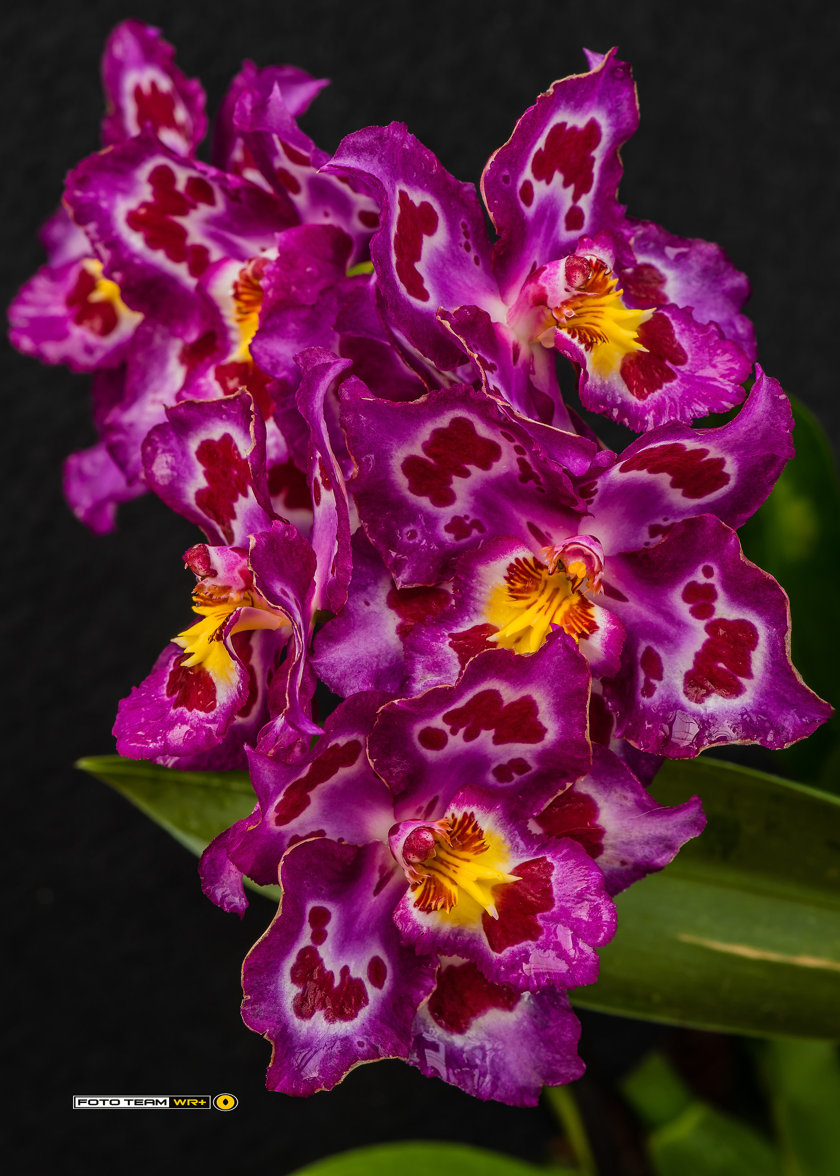 "World of Orchids"