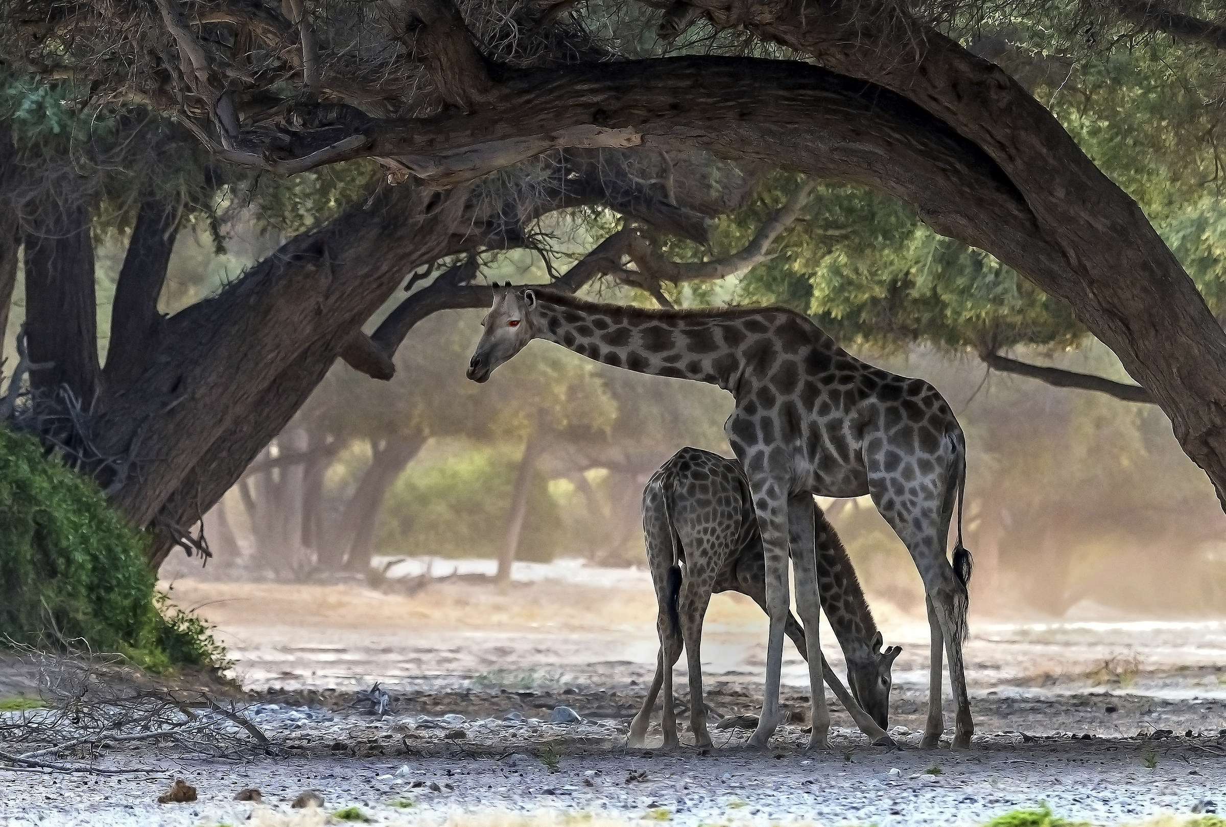 Namibia (Kaokoland desert) - Giraffe