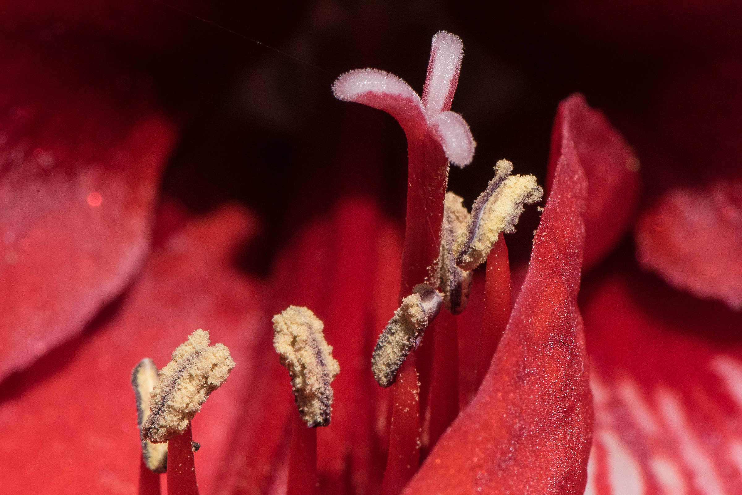 Amarillo, inside, pollen ready to disperse